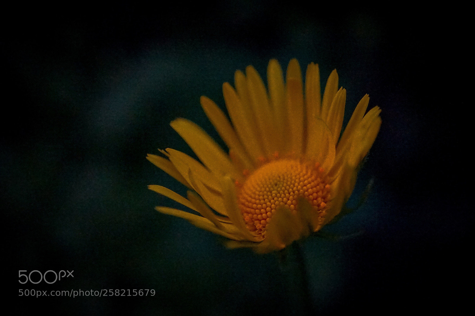 Sony a7 II sample photo. Night...in the garden photography