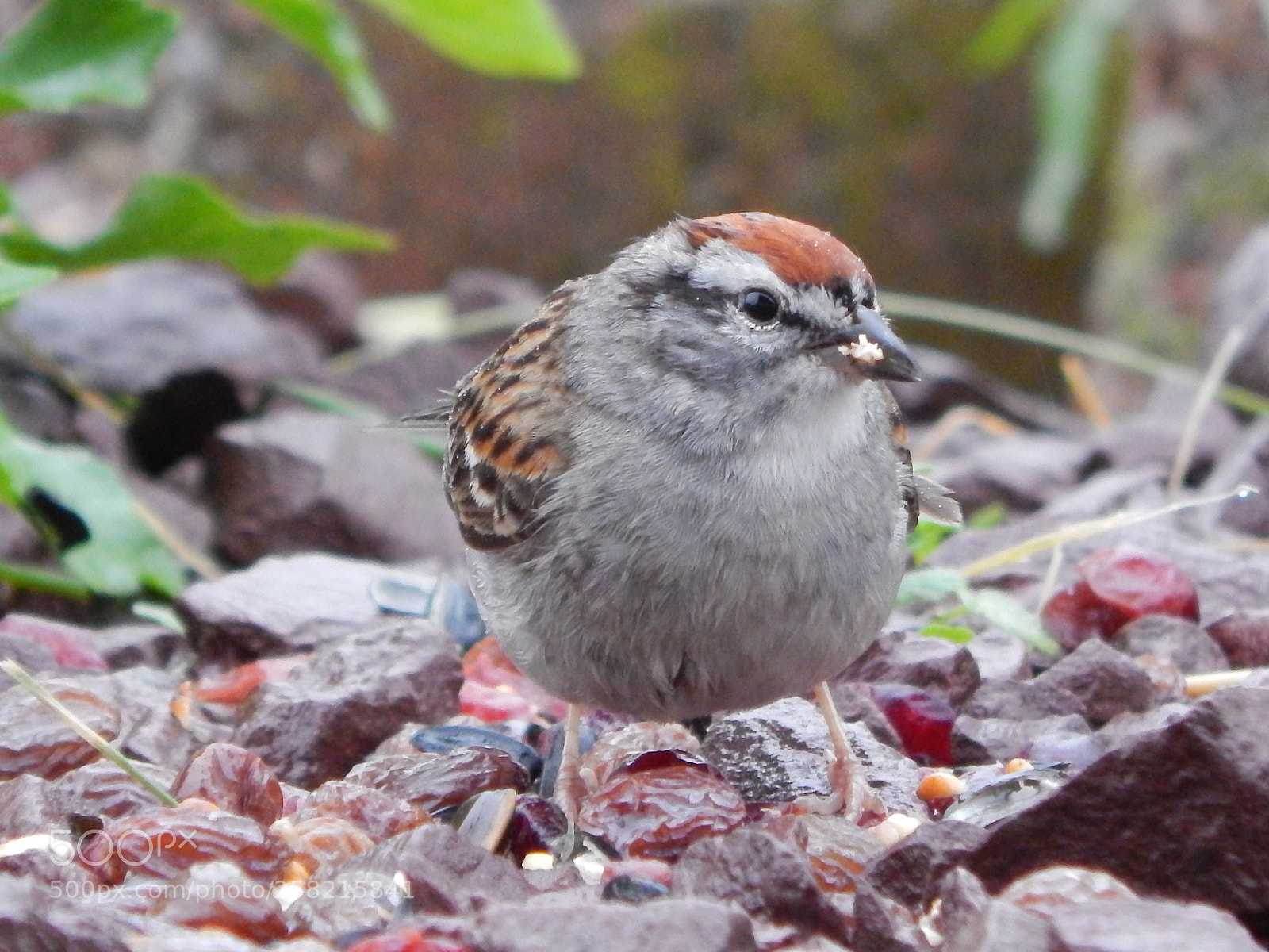 Nikon Coolpix L820 sample photo. The sparrow that isn photography