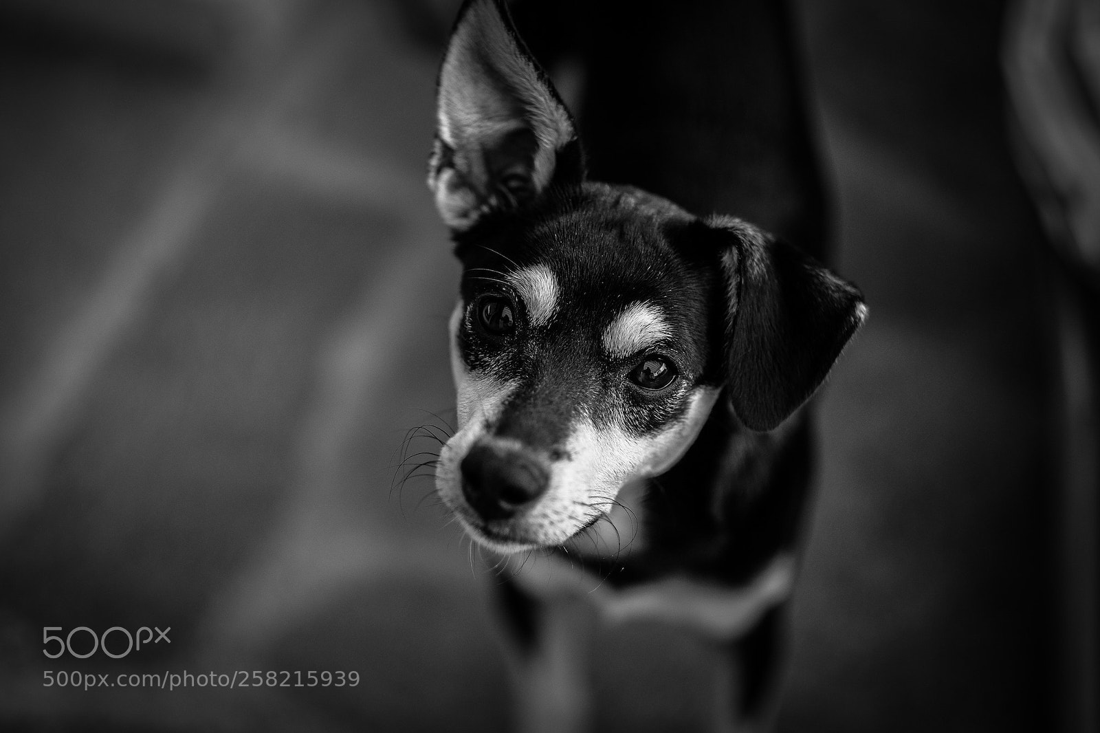 Fujifilm X-E2 sample photo. Dog portraits from around photography