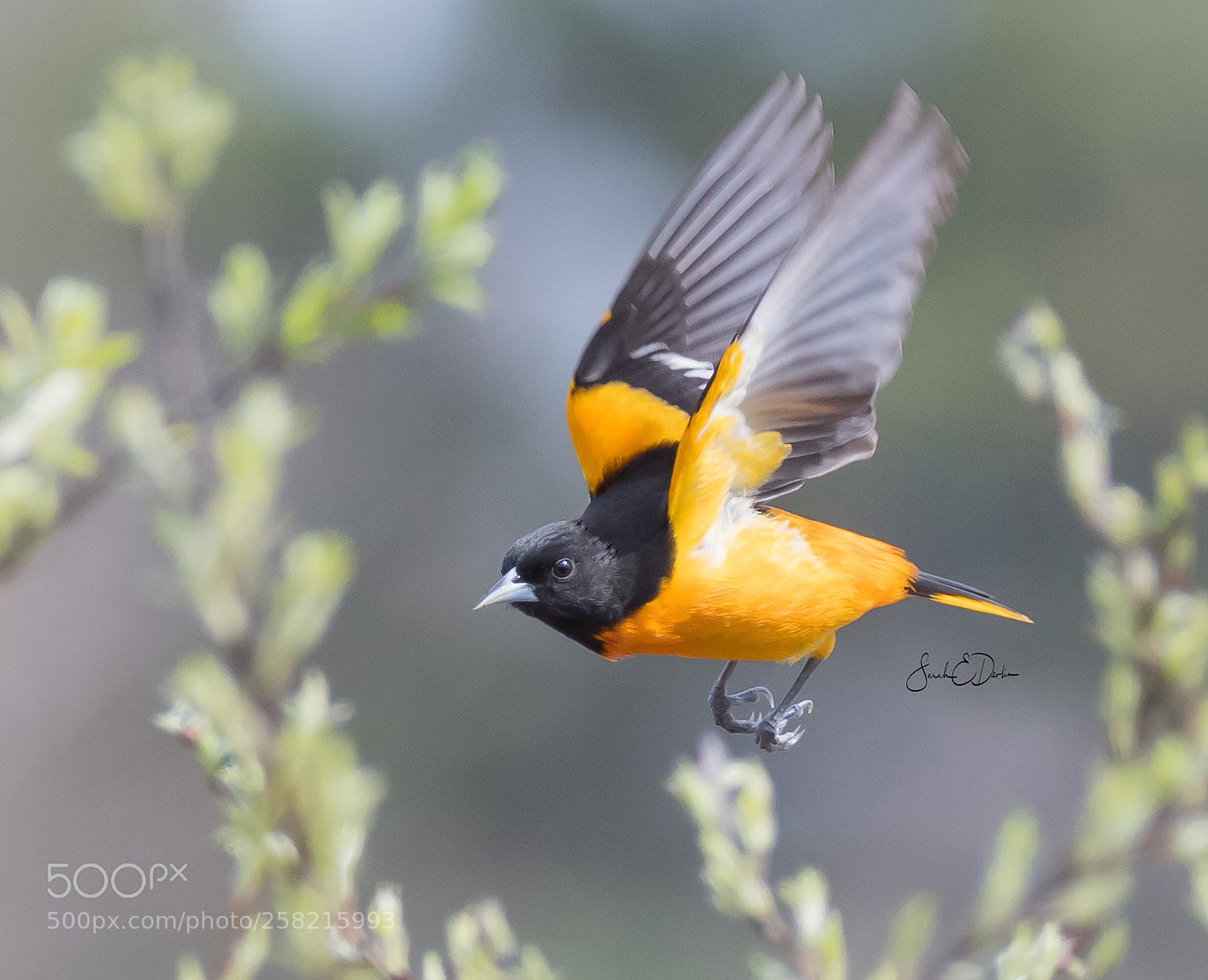 Nikon D500 sample photo. Baltimore oriole in flight photography