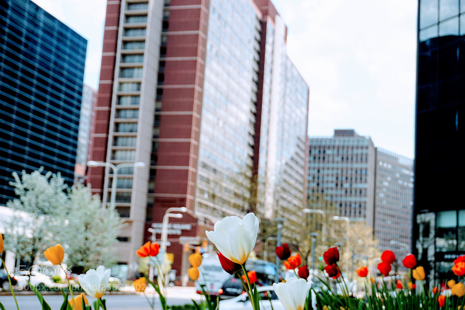 Sony a6000 sample photo. Spring time photography