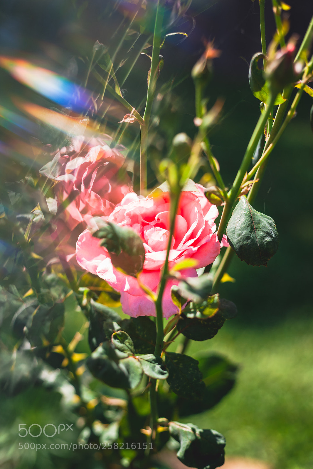 Canon EOS 5D sample photo. Rose photography
