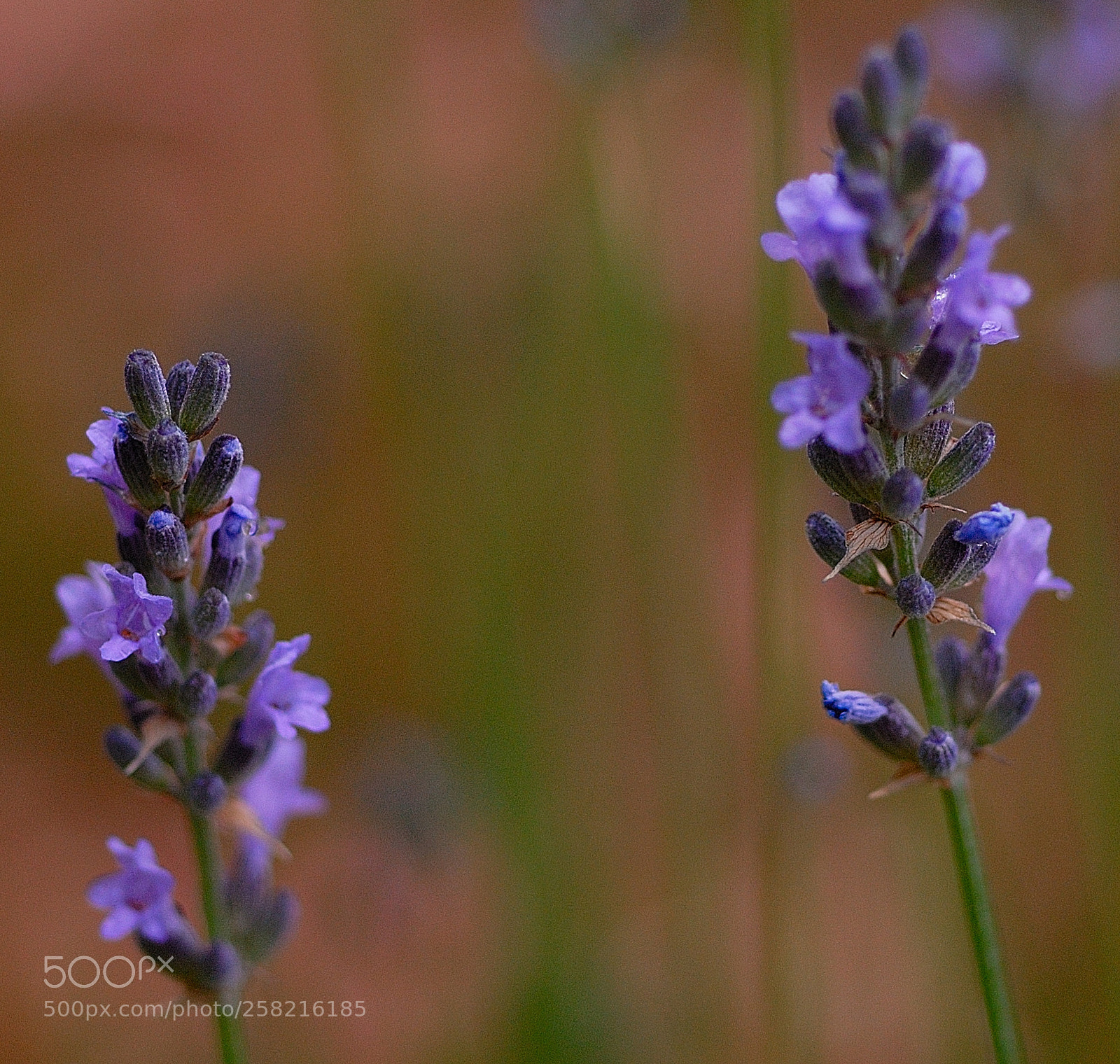 Nikon D200 sample photo. Lavanda photography