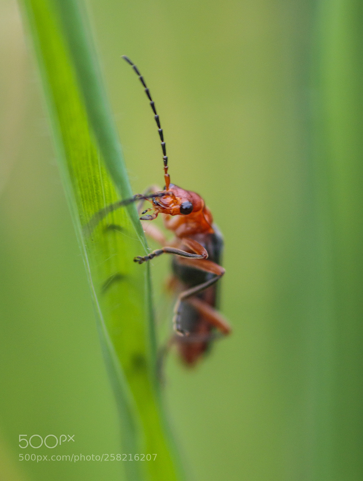Canon EOS 800D (EOS Rebel T7i / EOS Kiss X9i) sample photo. Soldier (beetle) on patrol photography