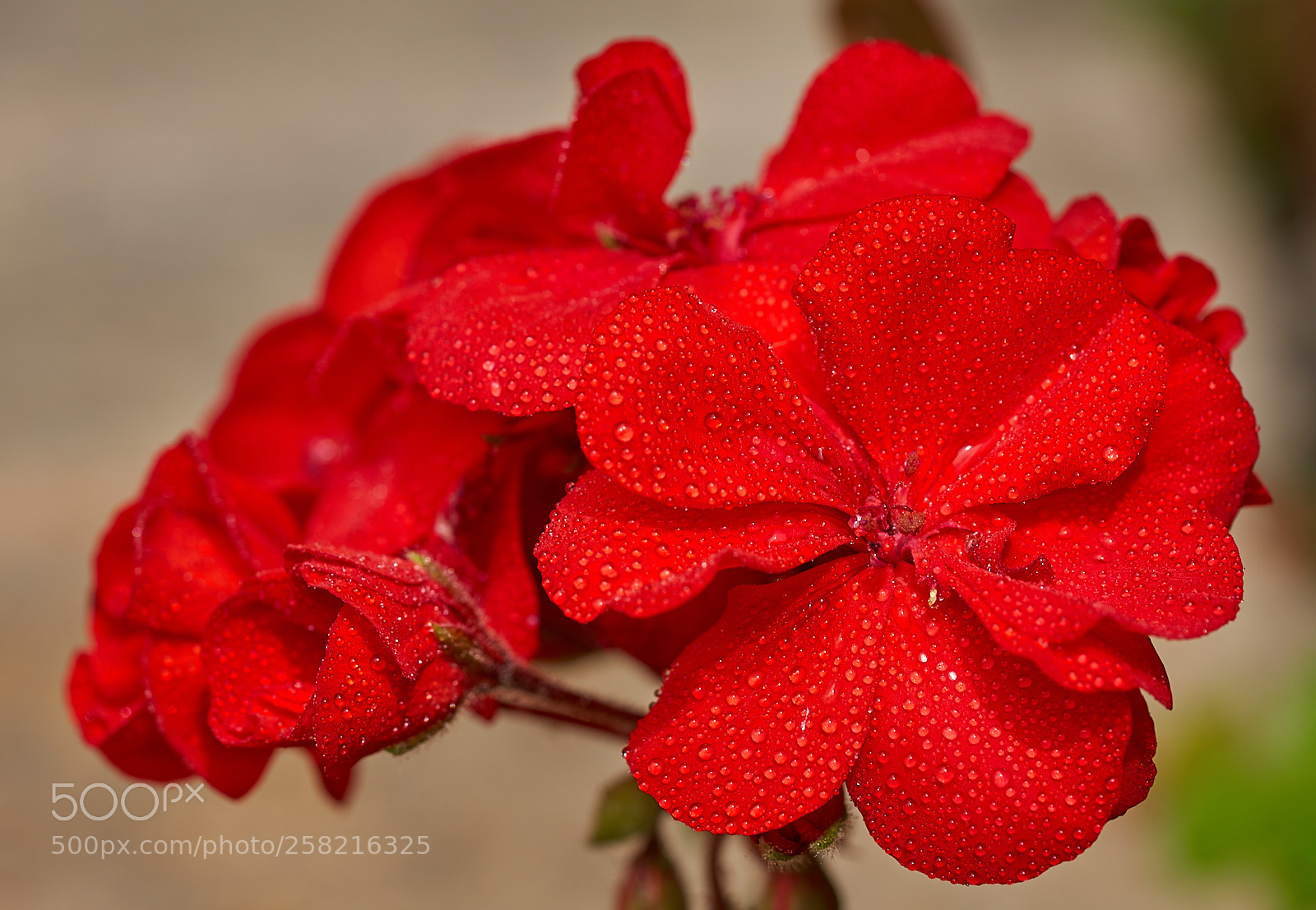 Sony a7 III sample photo. Red flower photography