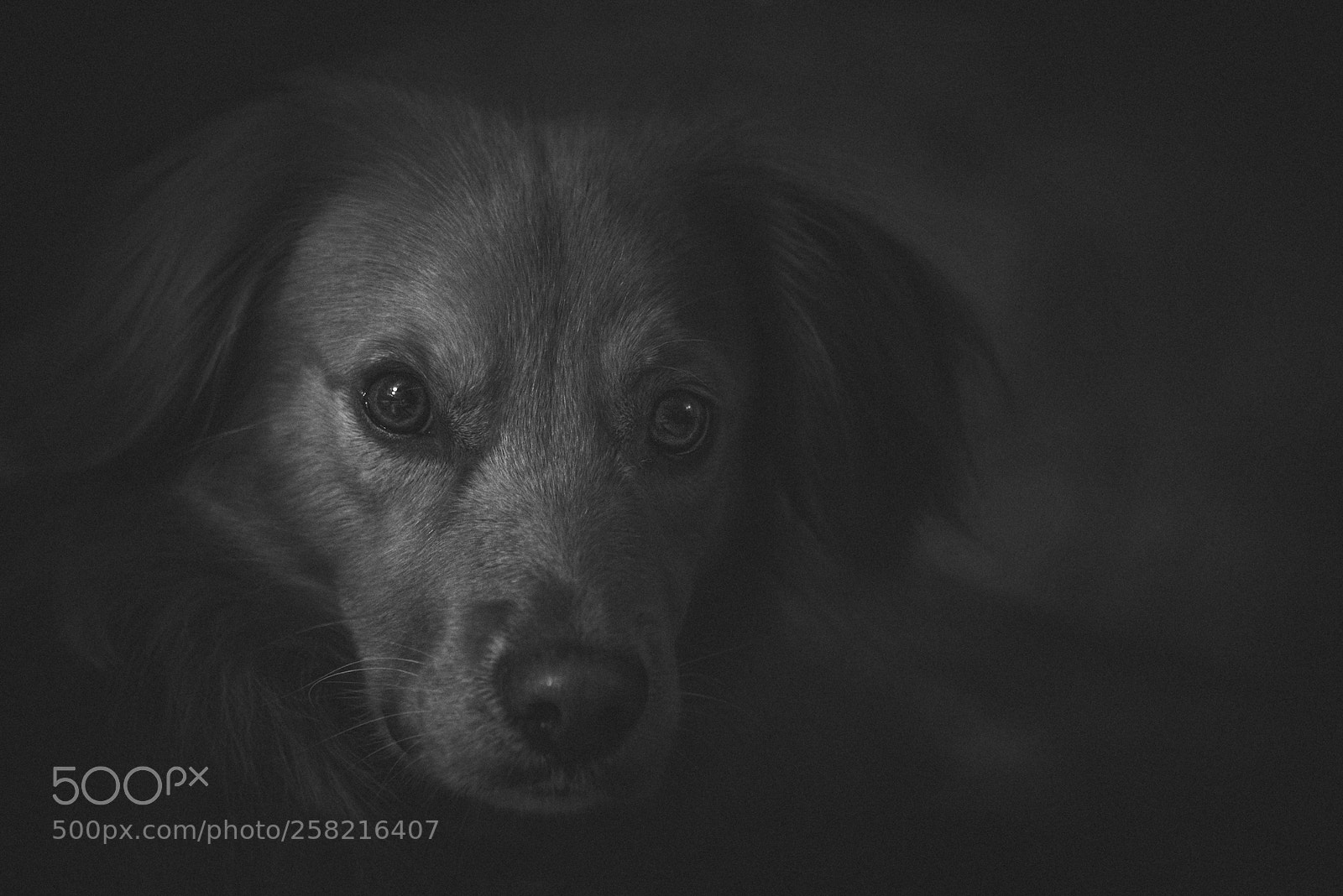 Sony a7R sample photo. Dog portraits from around photography