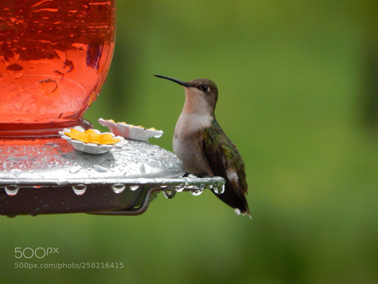 Nikon Coolpix L820 sample photo. Hummingbird in the rain photography