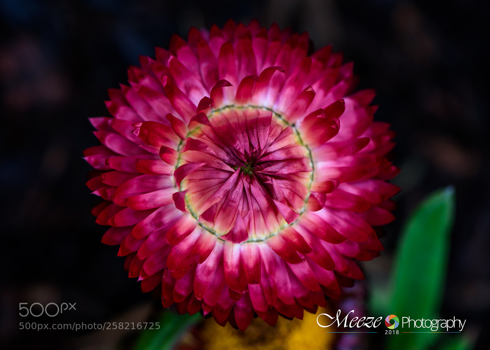 Nikon D750 sample photo. Bloom photography