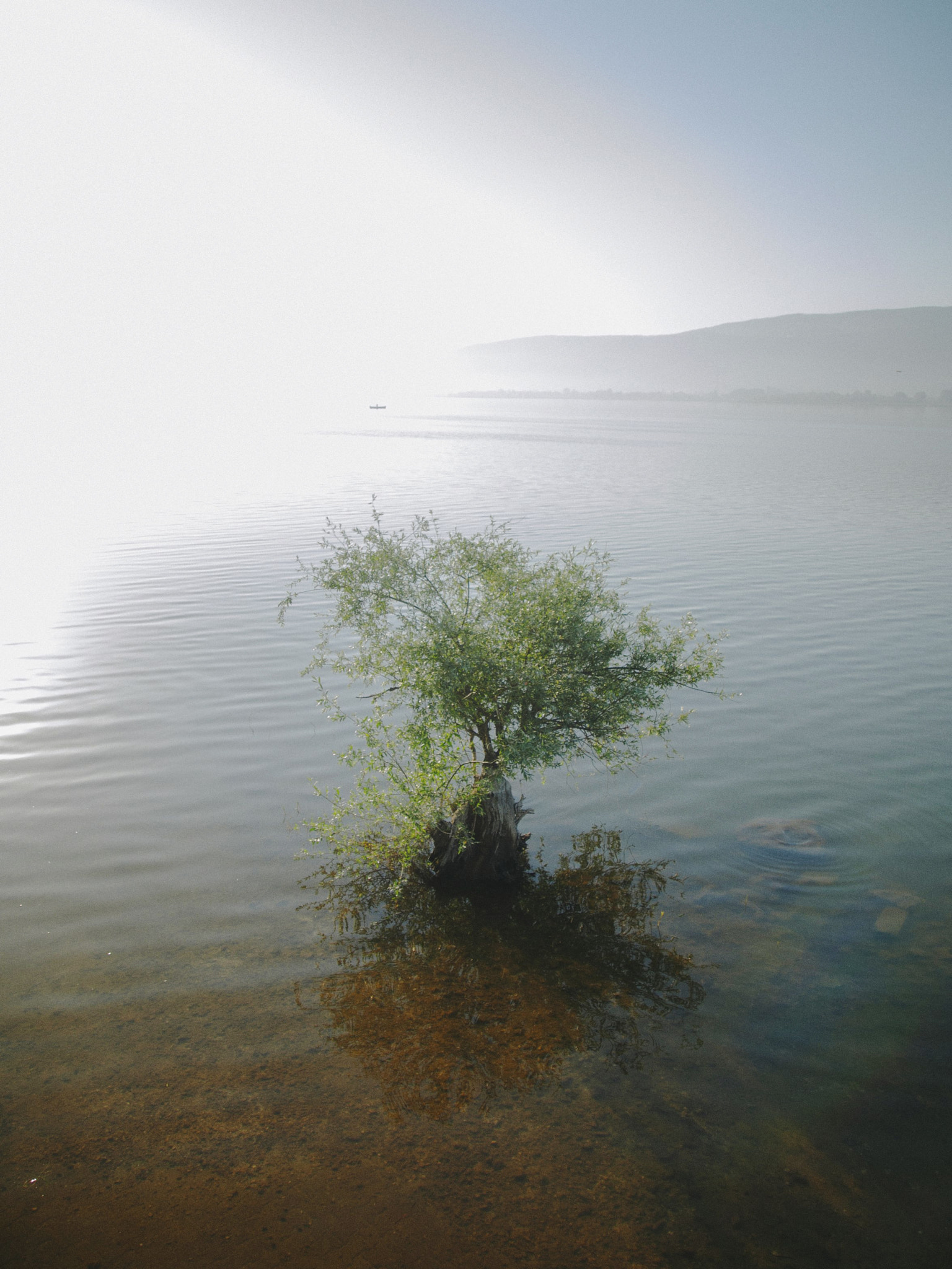 Leica Digilux 3 sample photo. Tree in the lake alone photography