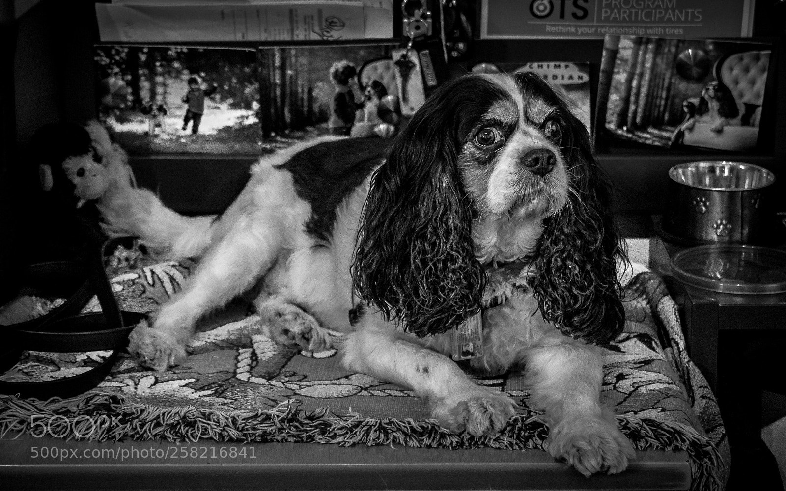 Olympus OM-D E-M1 Mark II sample photo. Charlie photography