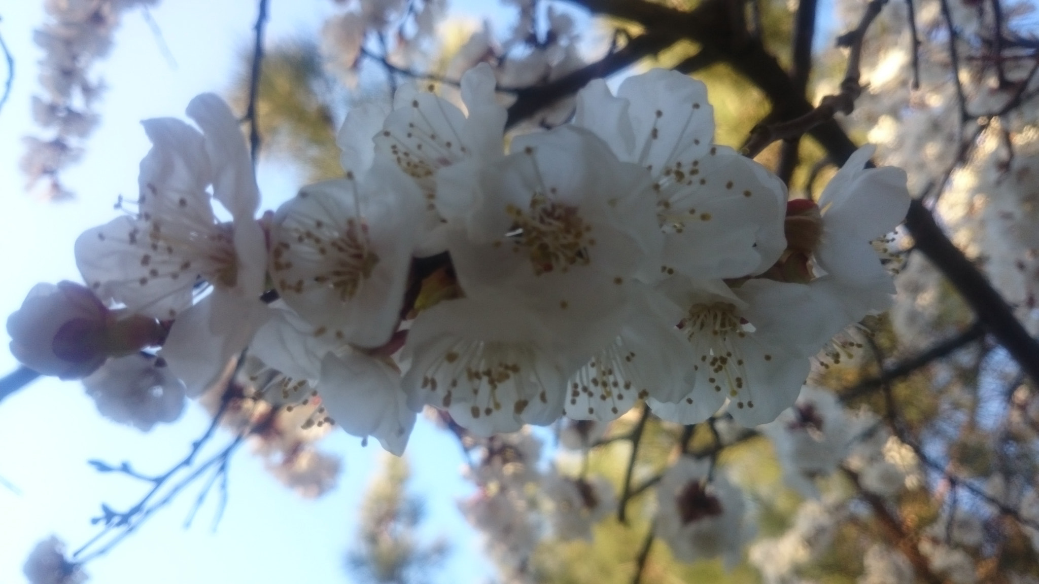 Sony Xperia Z1 Compact sample photo. White blossoms photography