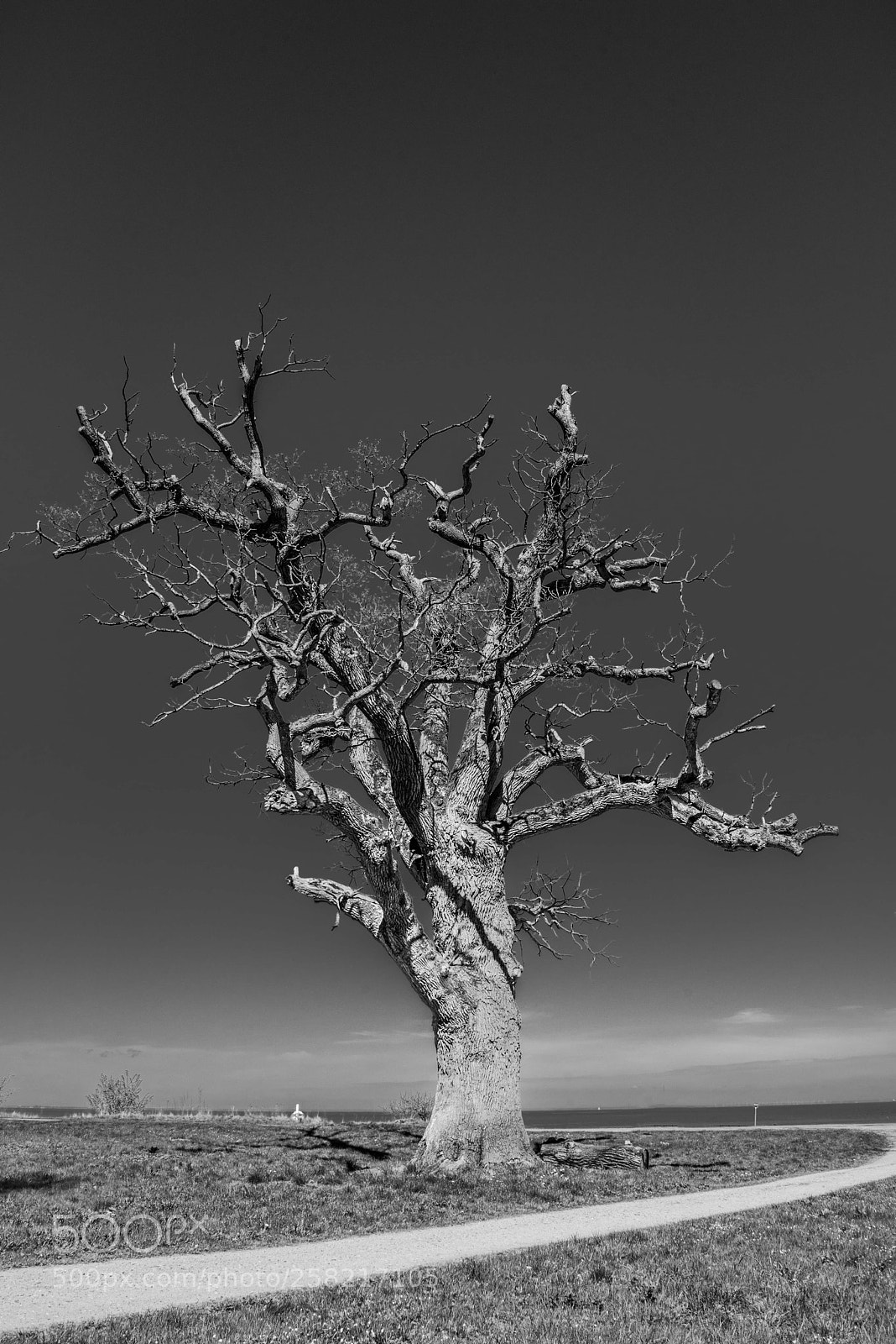 Nikon D600 sample photo. Alter baum photography