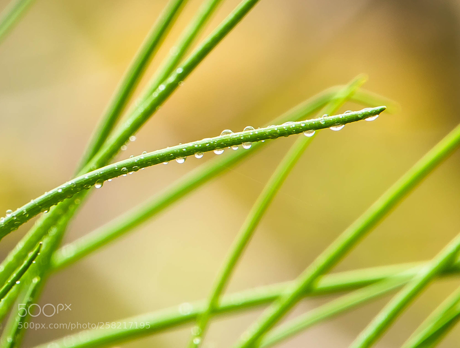 Canon EOS 5D Mark IV sample photo. After the rain photography