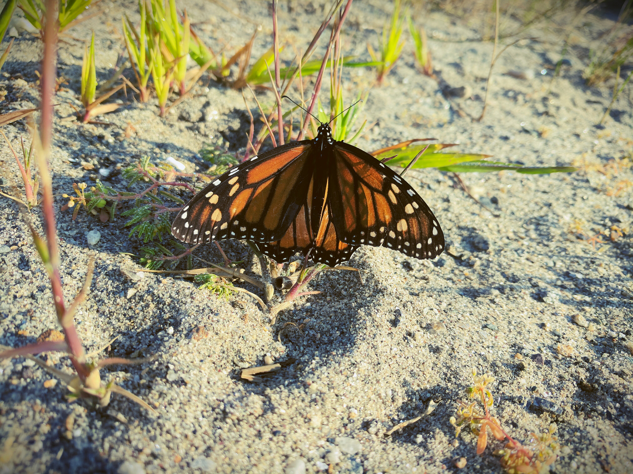 Google Pixel XL sample photo. Beachside butterfly photography