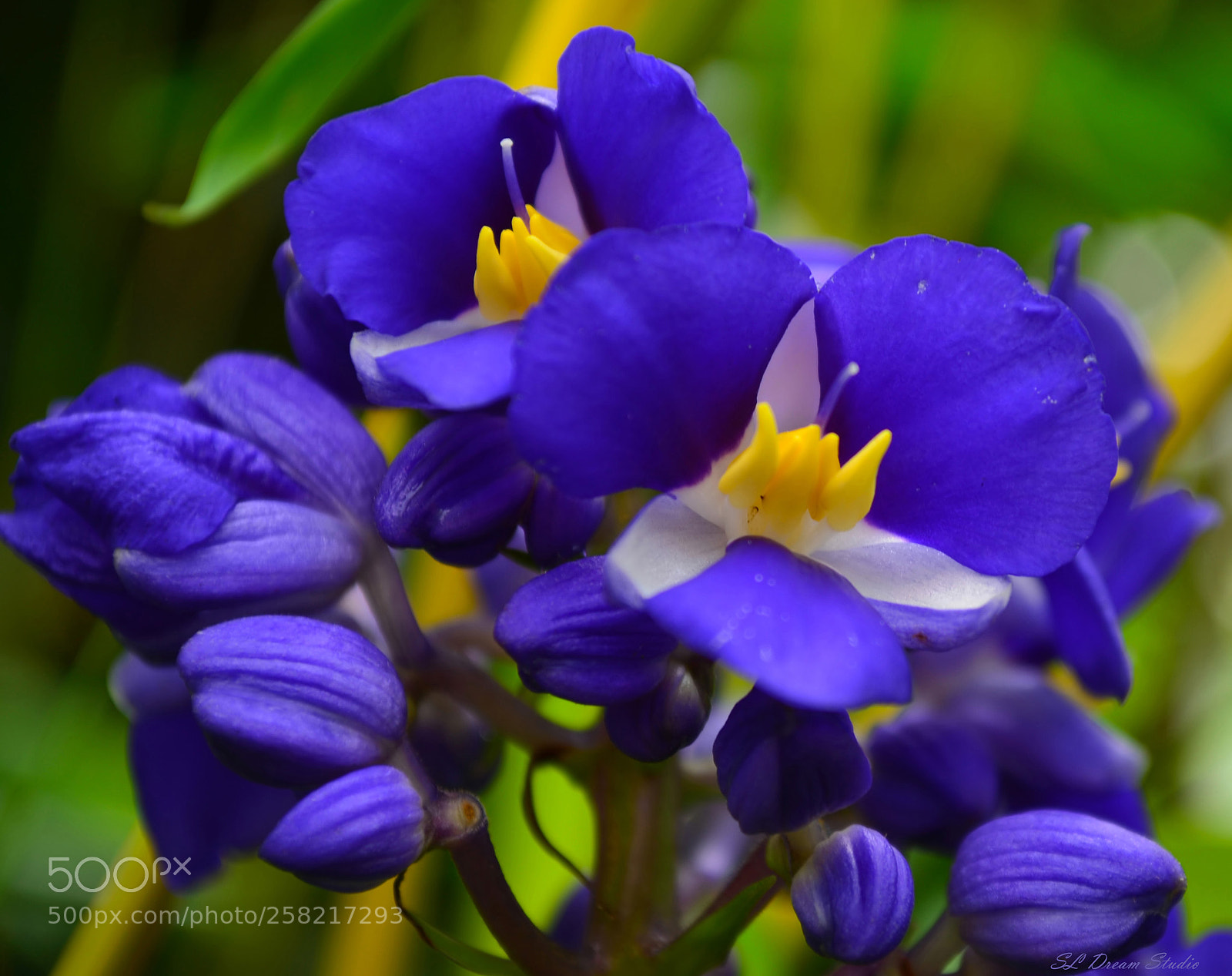 Nikon D5100 sample photo. Blue ginger photography