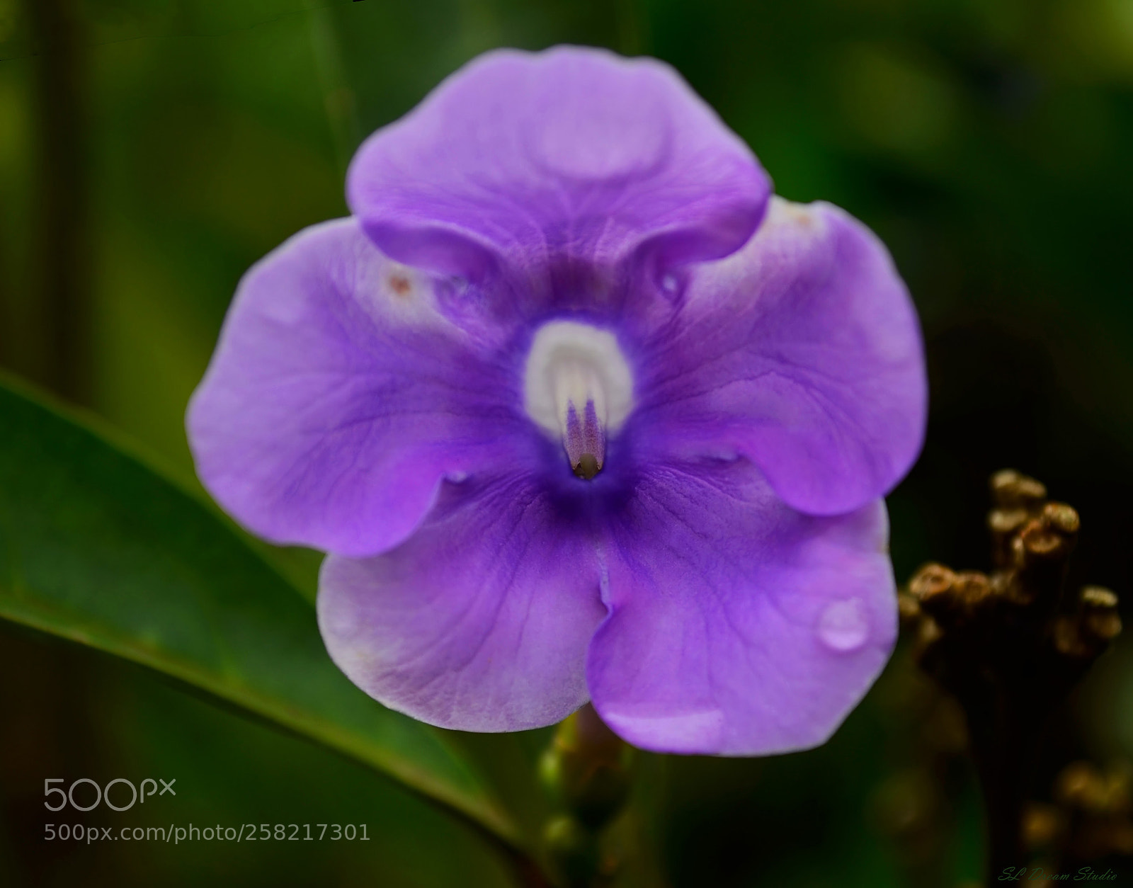 Nikon D5100 sample photo. Brunfelsia photography