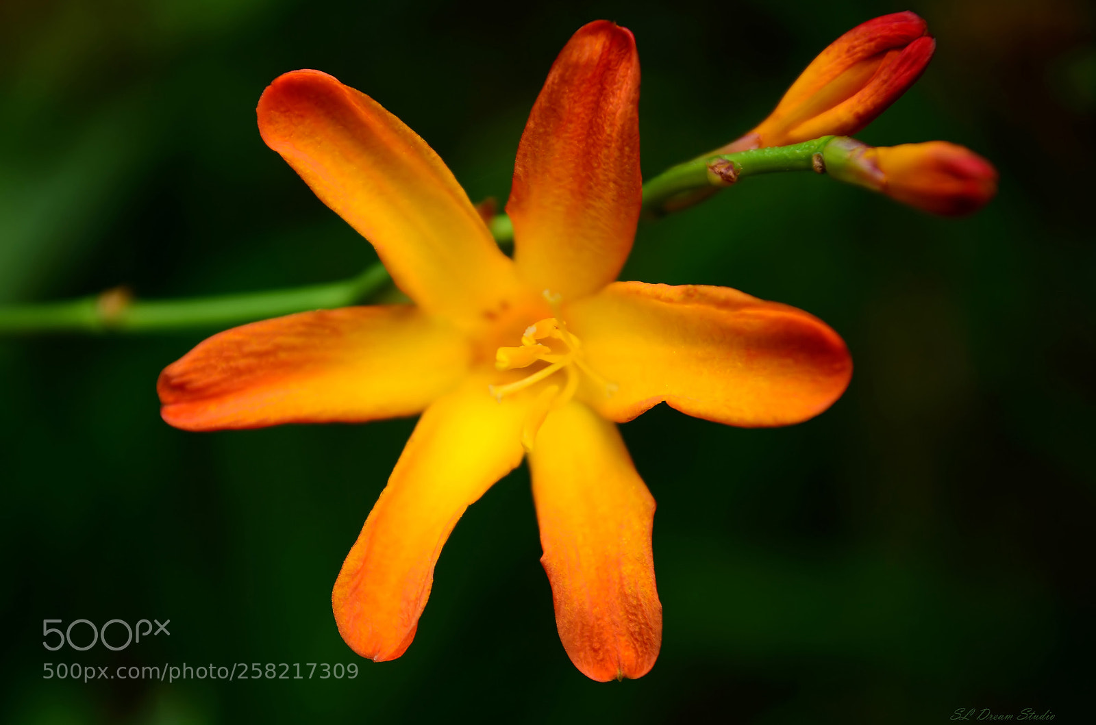 Nikon D5100 sample photo. Crocosmia photography
