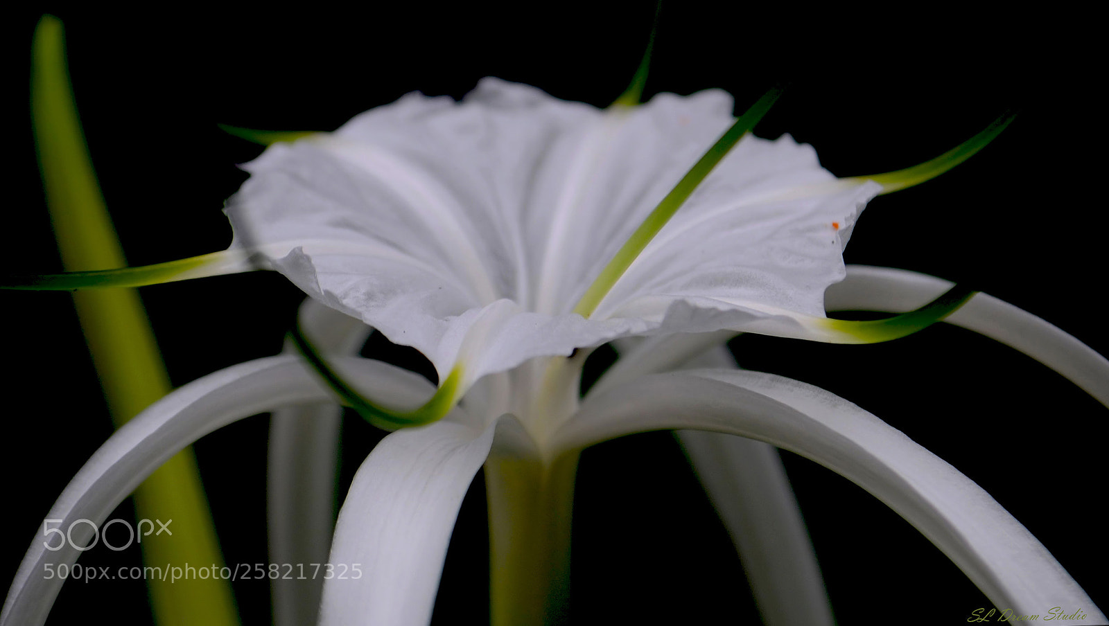 Nikon D5100 sample photo. Hymenocallis littoralis photography