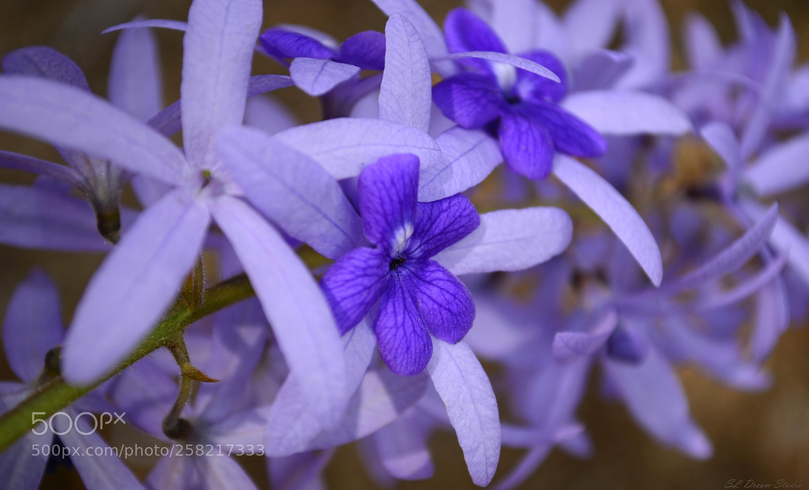 Nikon D5100 sample photo. Petrea photography
