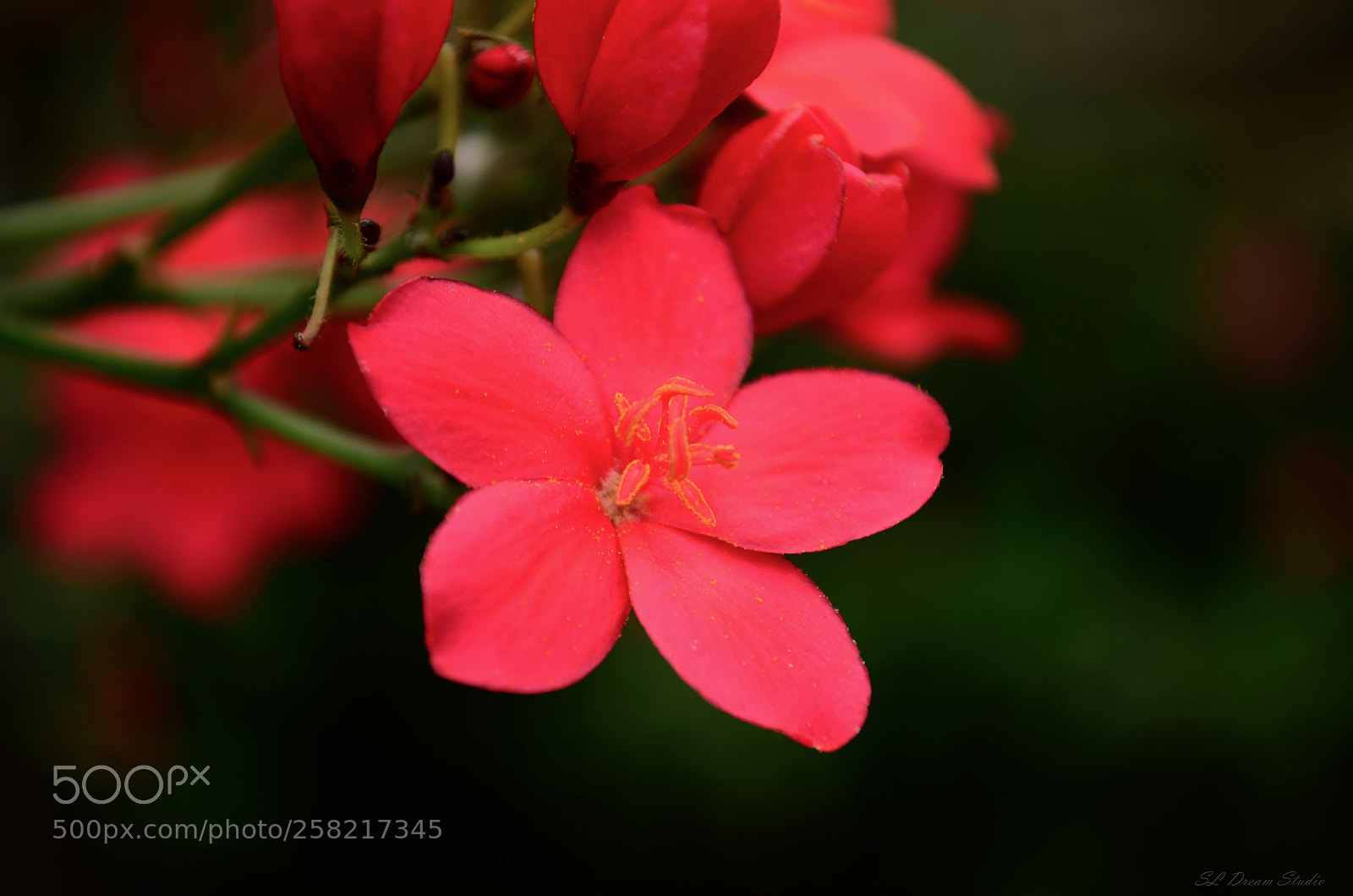 Nikon D5100 sample photo. Jatropha photography