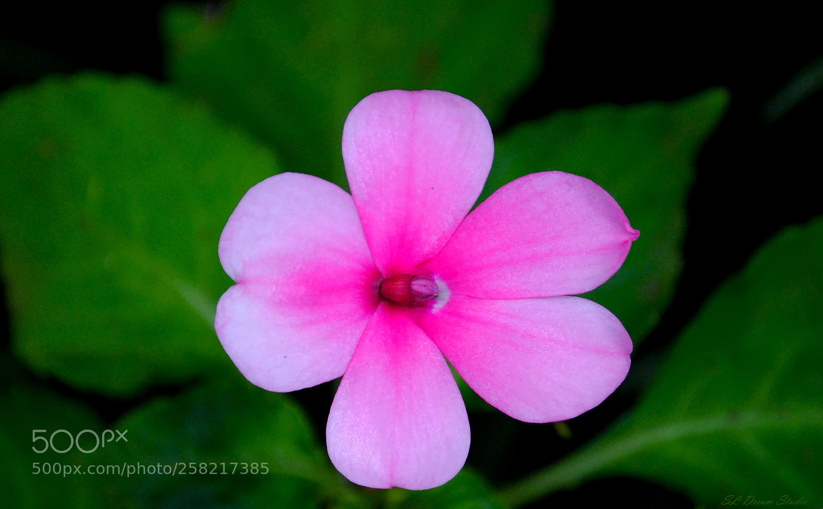 Nikon D3000 sample photo. Impatiens photography