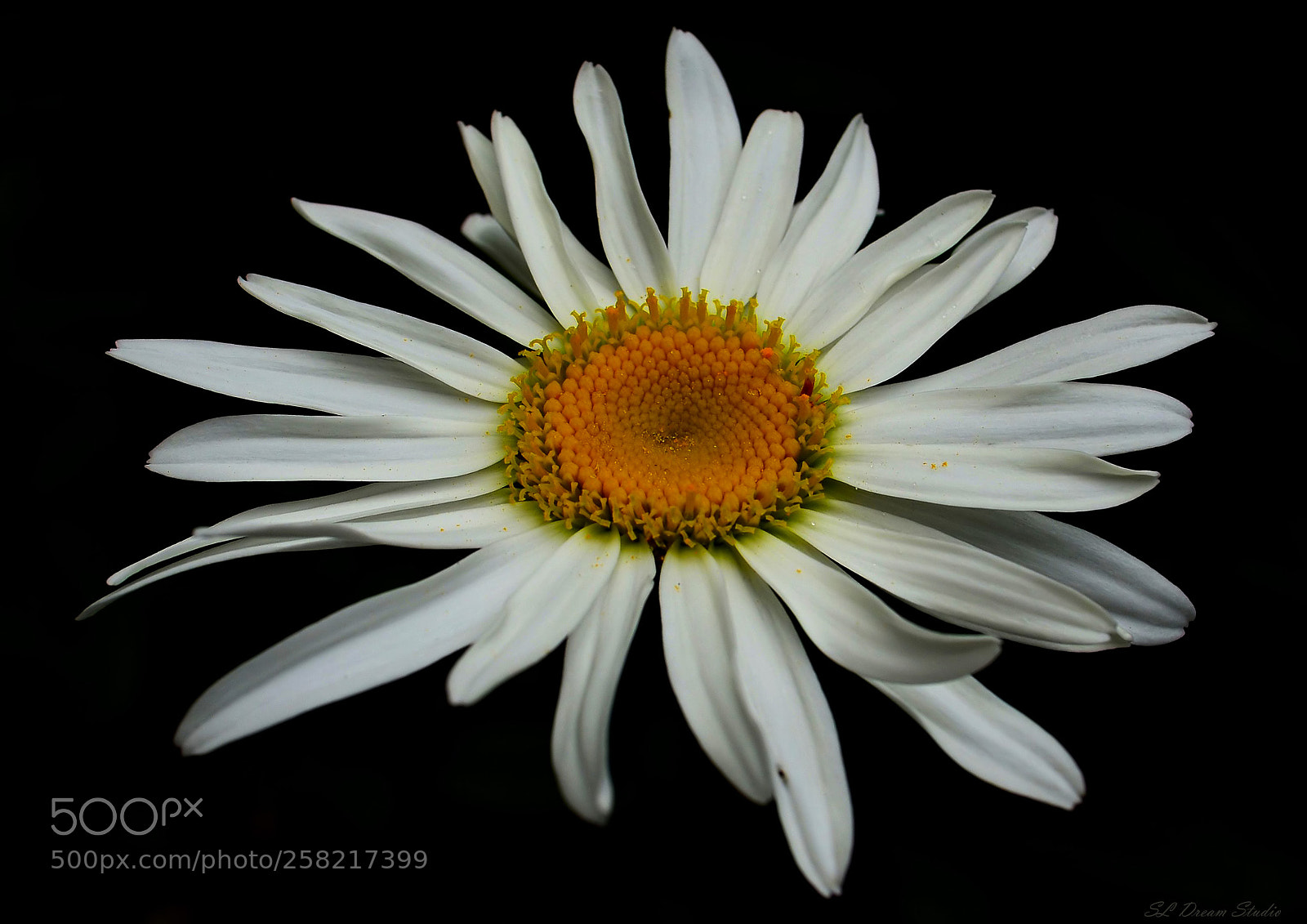 Nikon D5100 sample photo. White daisy photography