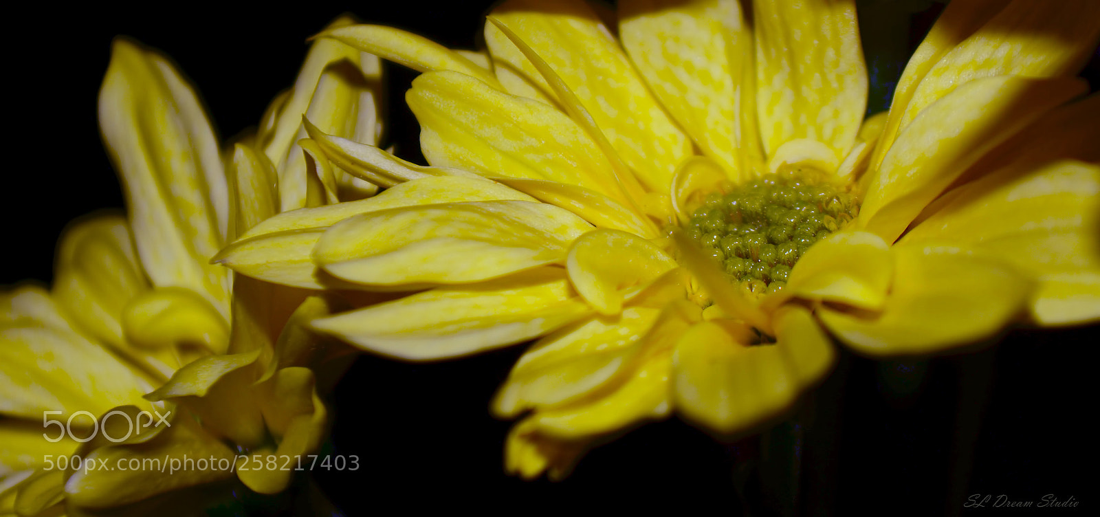 Nikon D5100 sample photo. Yellow daisy photography