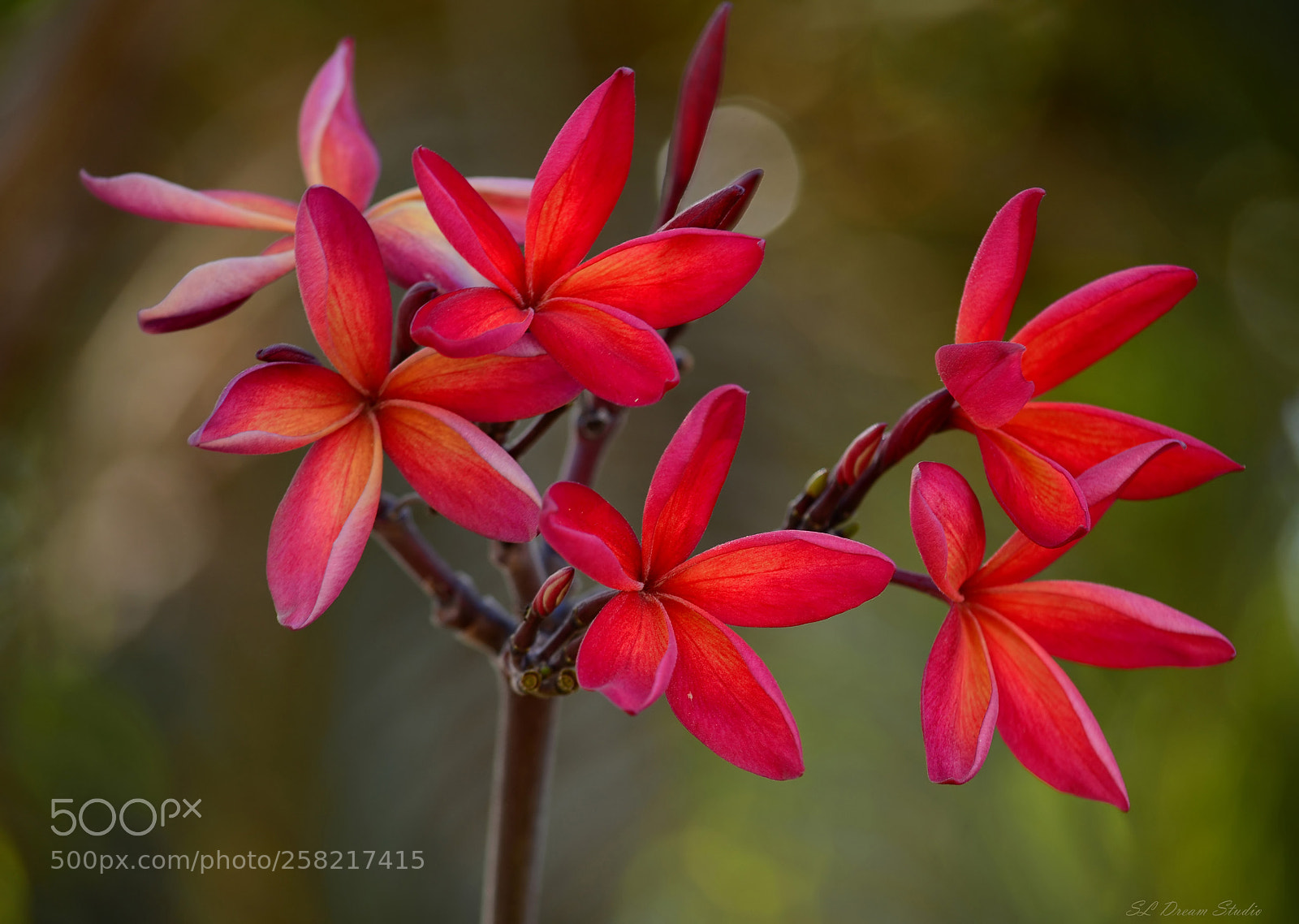 Nikon D5100 sample photo. Red frangipani photography