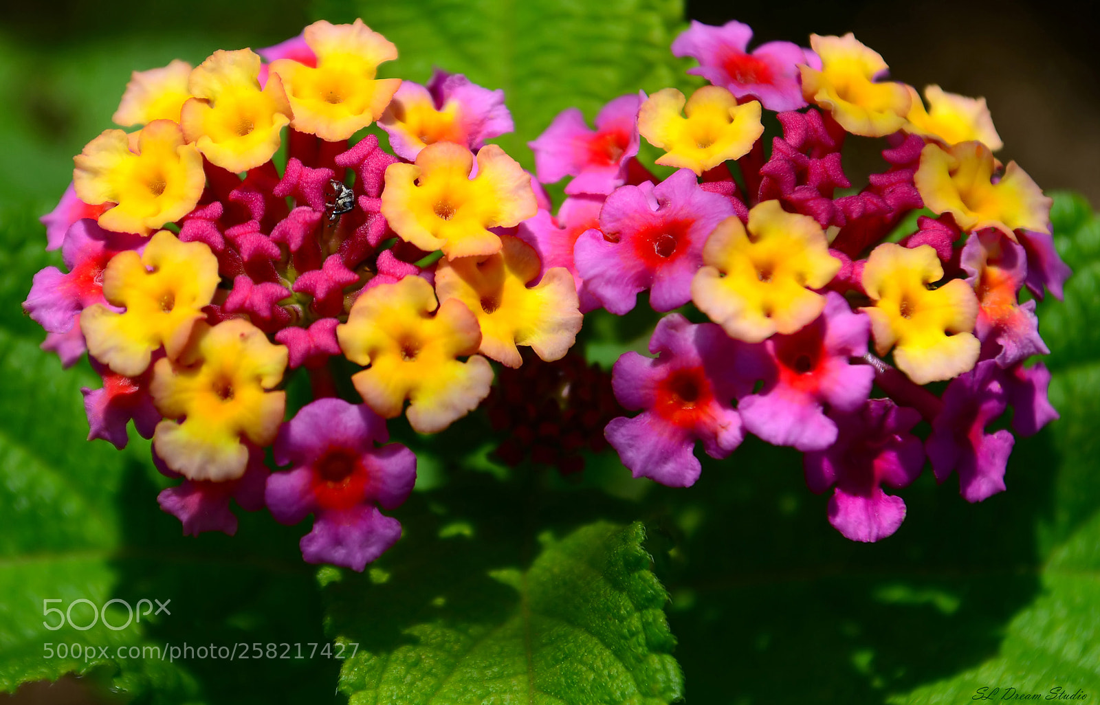 Nikon D5100 sample photo. Lantana photography