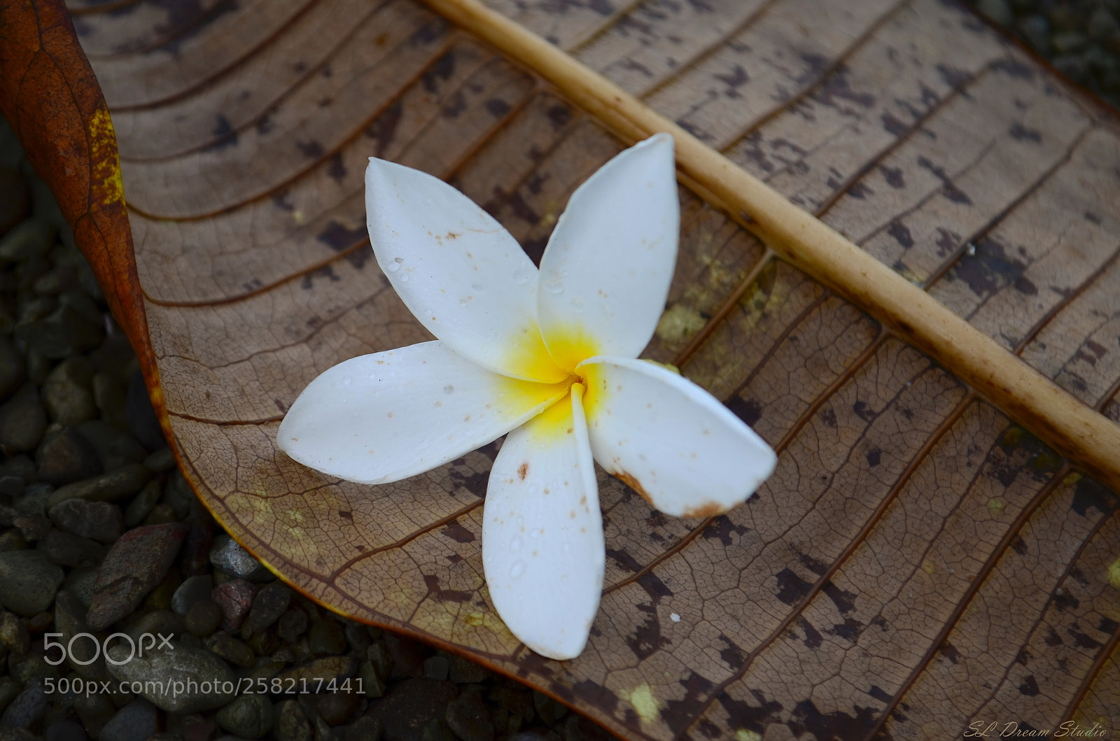 Nikon D5100 sample photo. Plumeria frangipani photography