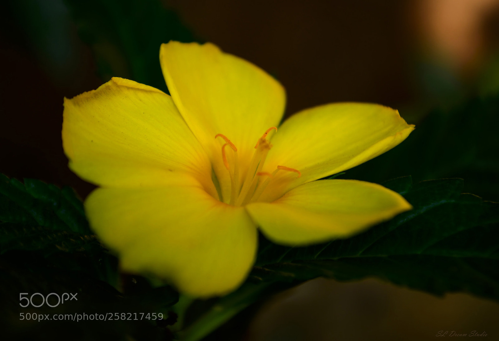Nikon D5100 sample photo. Turnera ulmifolia photography