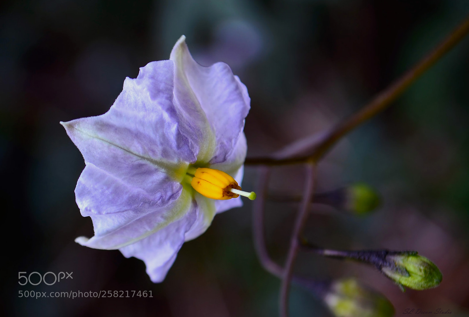 Nikon D5100 sample photo. Solanum wendlandii photography