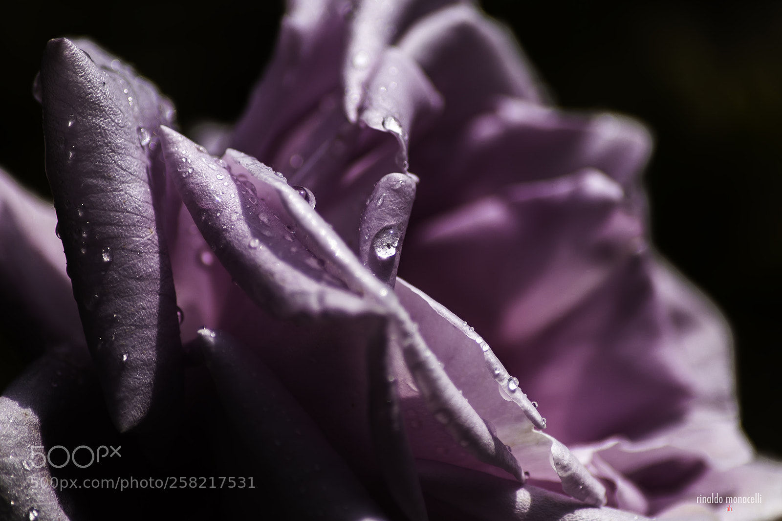 Canon EOS 6D sample photo. Rosa photography