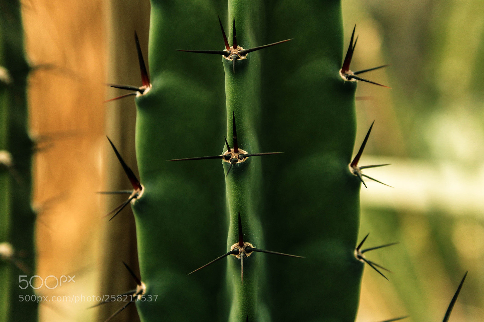 Canon EOS 1300D (EOS Rebel T6 / EOS Kiss X80) sample photo. Gentle thorns photography