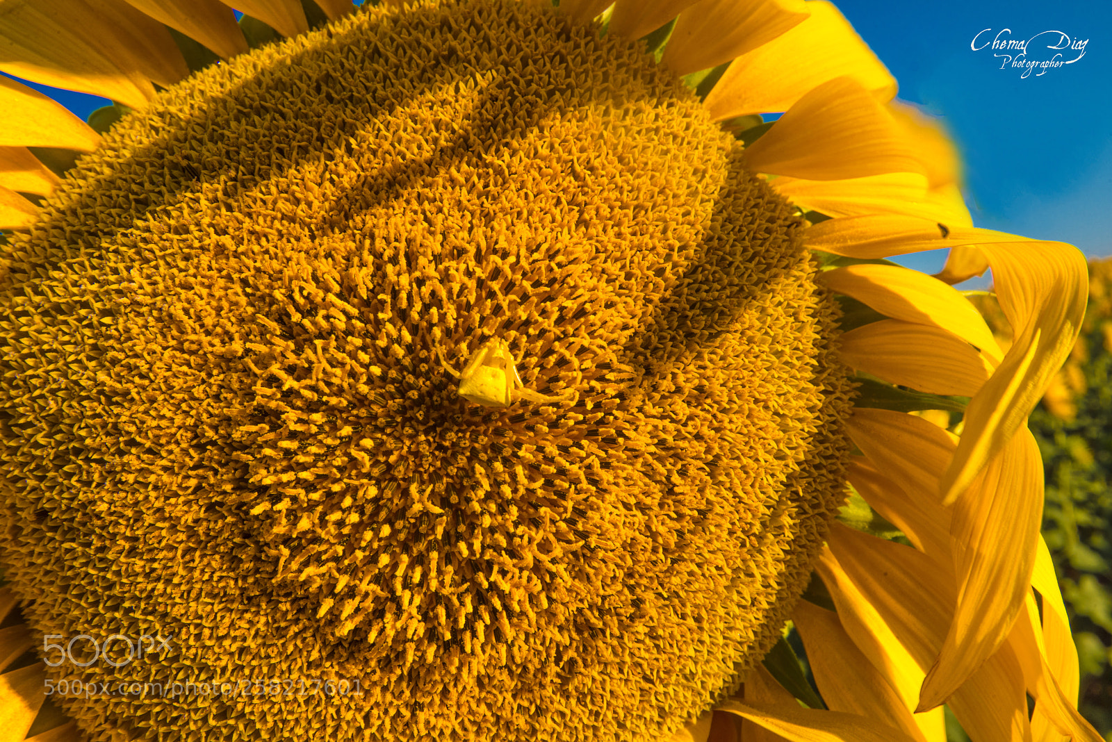 Nikon D800 sample photo. "los lunes al sol" photography