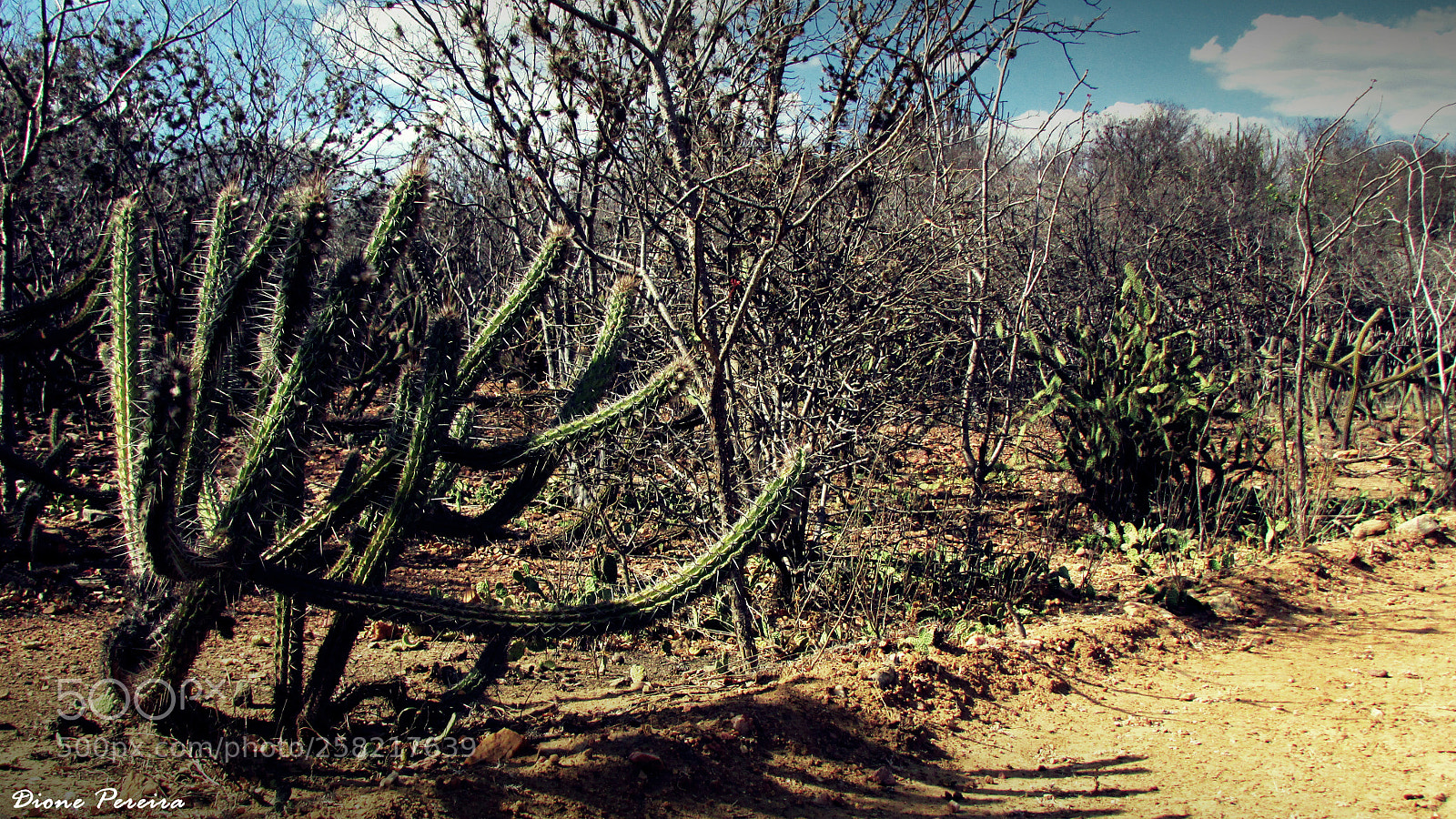 Canon PowerShot SX500 IS sample photo. Paisagem do somiárido () photography