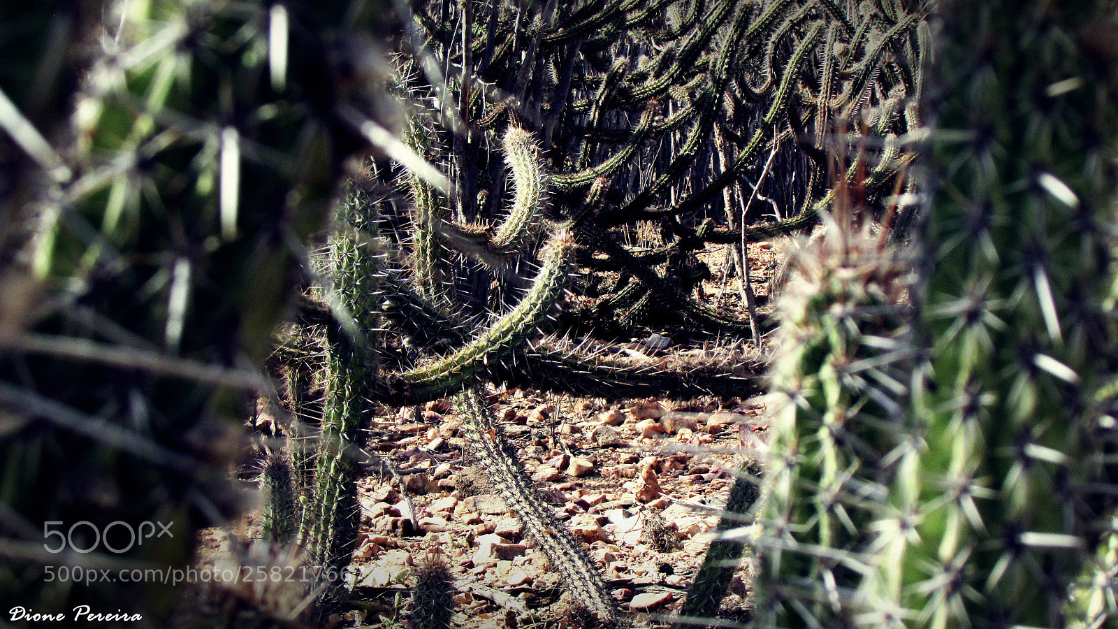Canon PowerShot SX500 IS sample photo. Paisagem do somiárido () photography