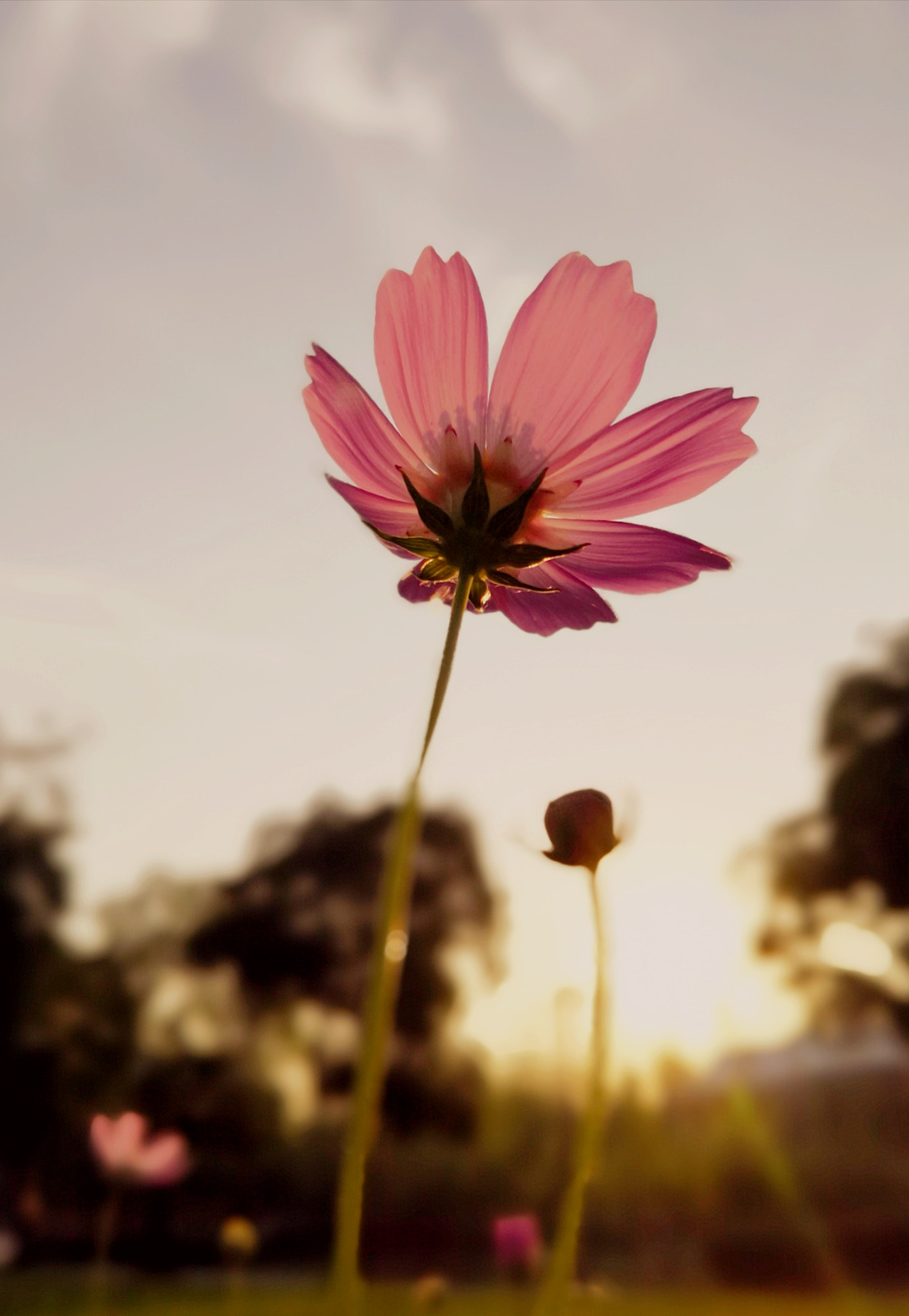 HUAWEI Honor 10 sample photo. Flower under sunset，2 photography
