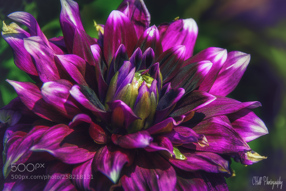 Canon EOS 650D (EOS Rebel T4i / EOS Kiss X6i) sample photo. Big flower photography