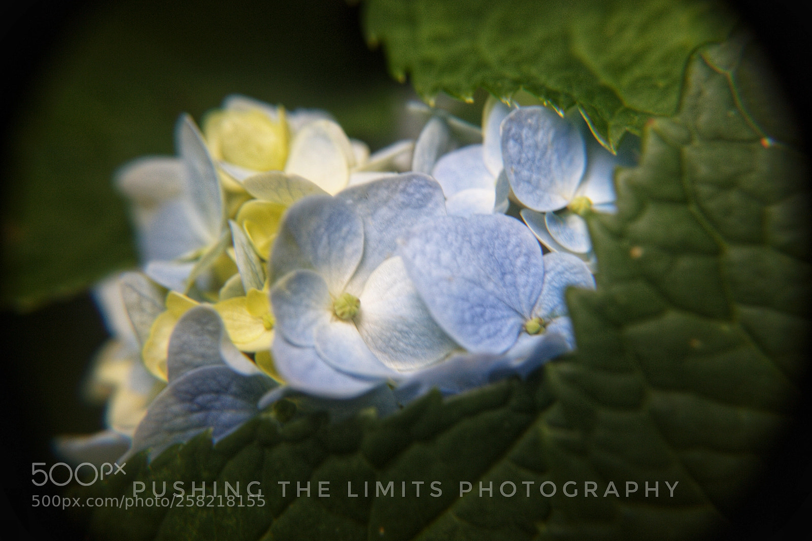 Canon EOS 700D (EOS Rebel T5i / EOS Kiss X7i) sample photo. New bloom photography