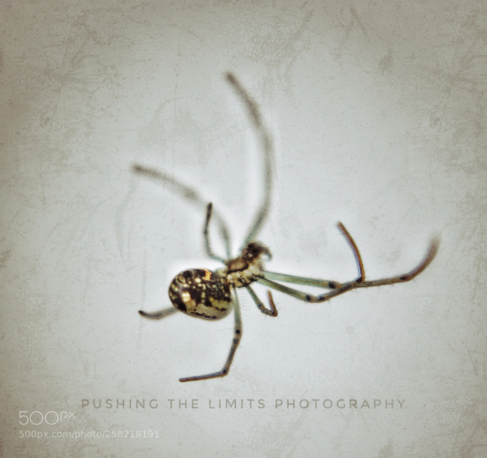 Canon EOS 700D (EOS Rebel T5i / EOS Kiss X7i) sample photo. Itsy bitsy spider. photography