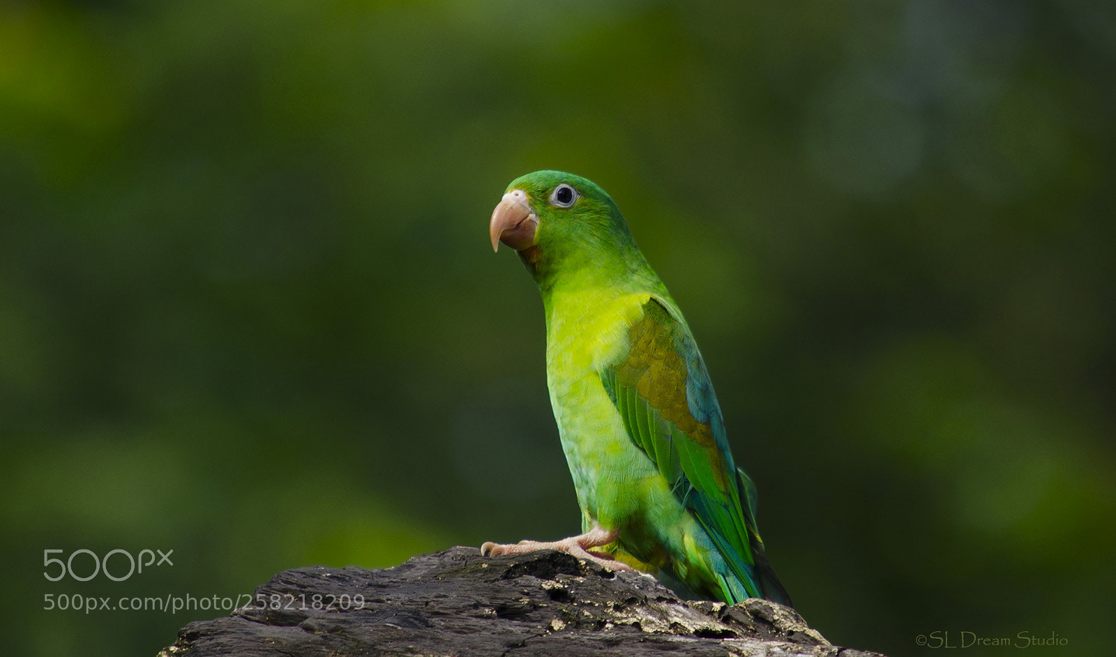 Nikon D5100 sample photo. Parrot photography