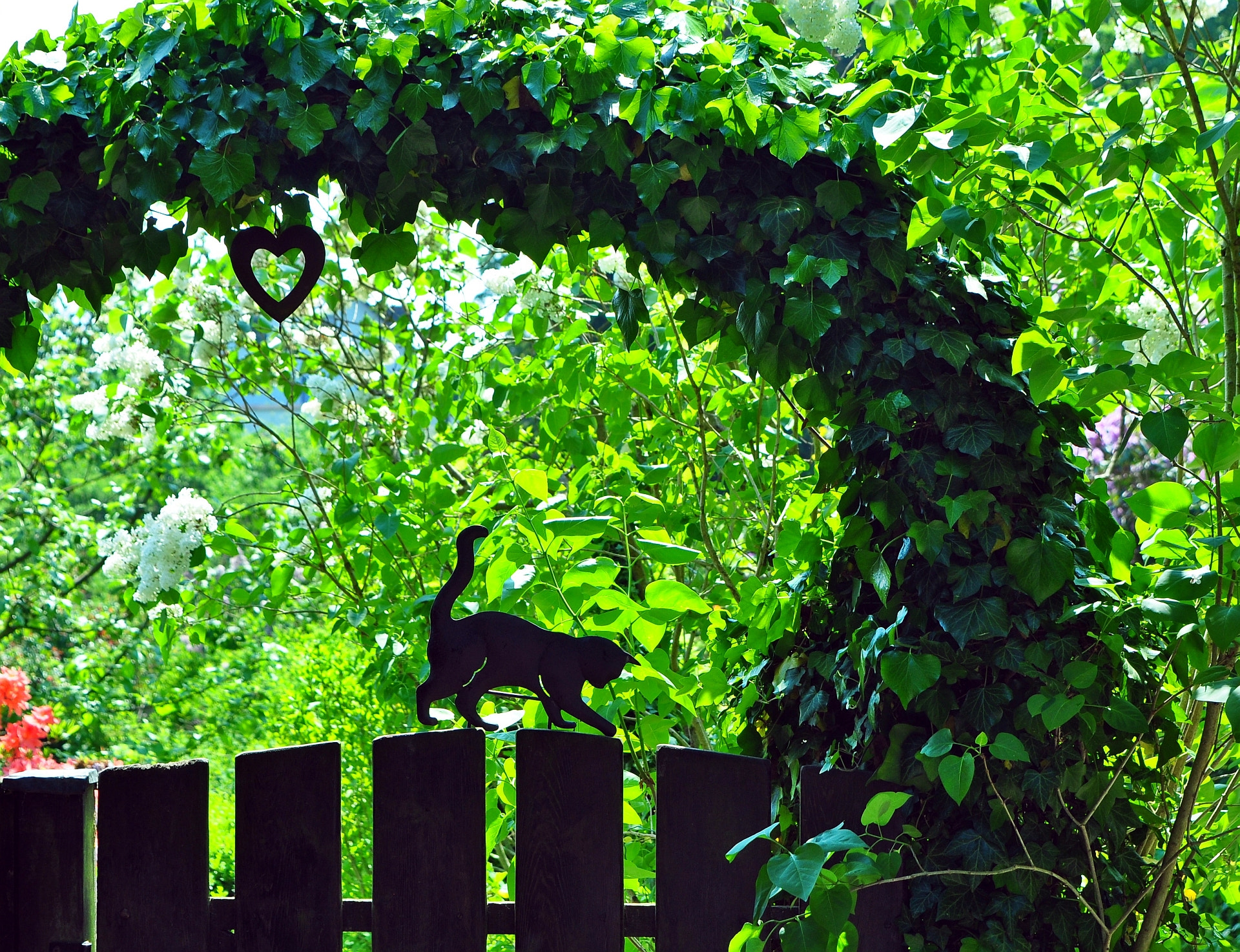 Nikon D5000 sample photo. Cool cat photography