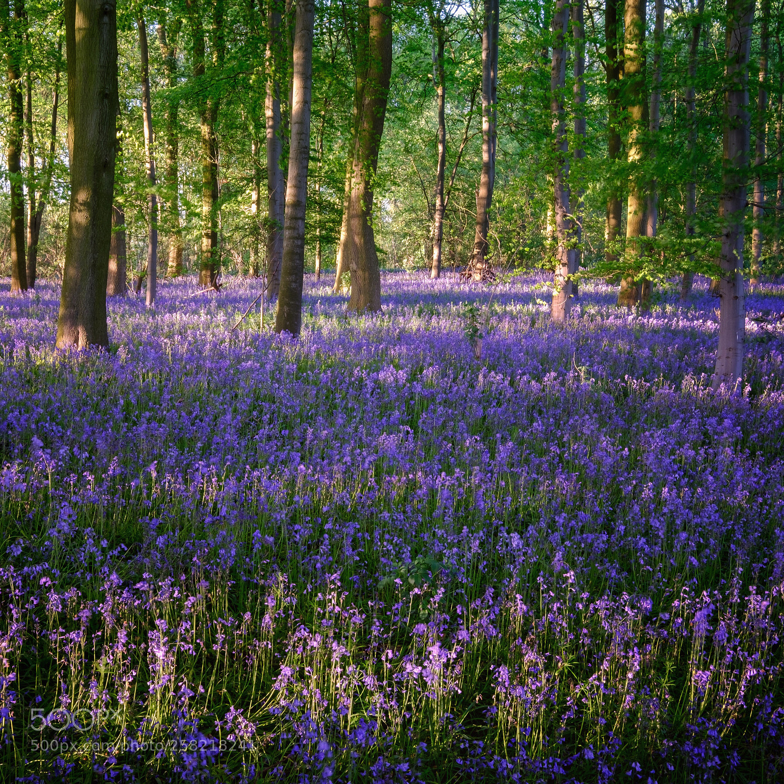 Fujifilm X-T2 sample photo. Bluebell wood photography