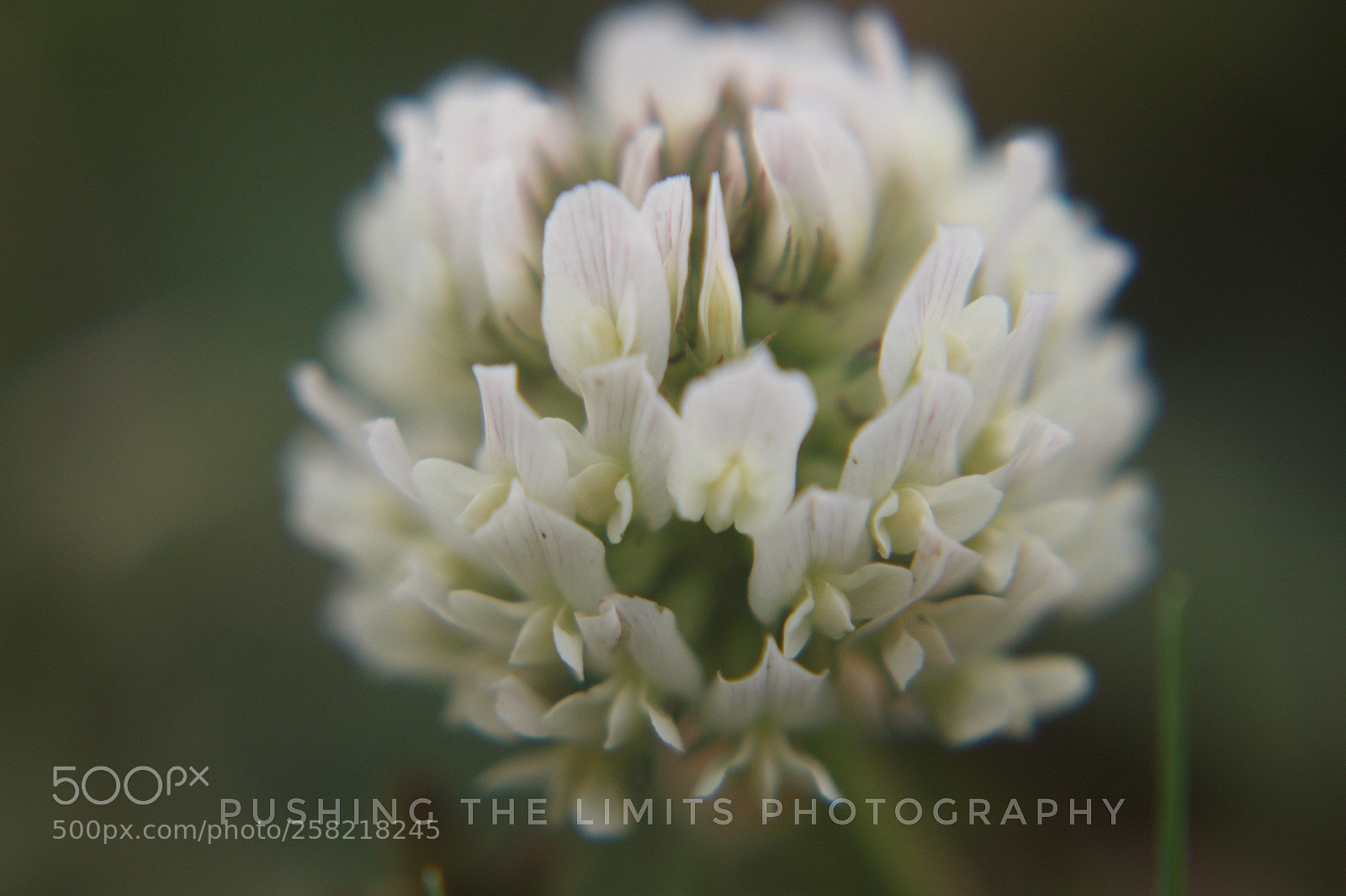 Canon EOS 700D (EOS Rebel T5i / EOS Kiss X7i) sample photo. Little yard weeds photography