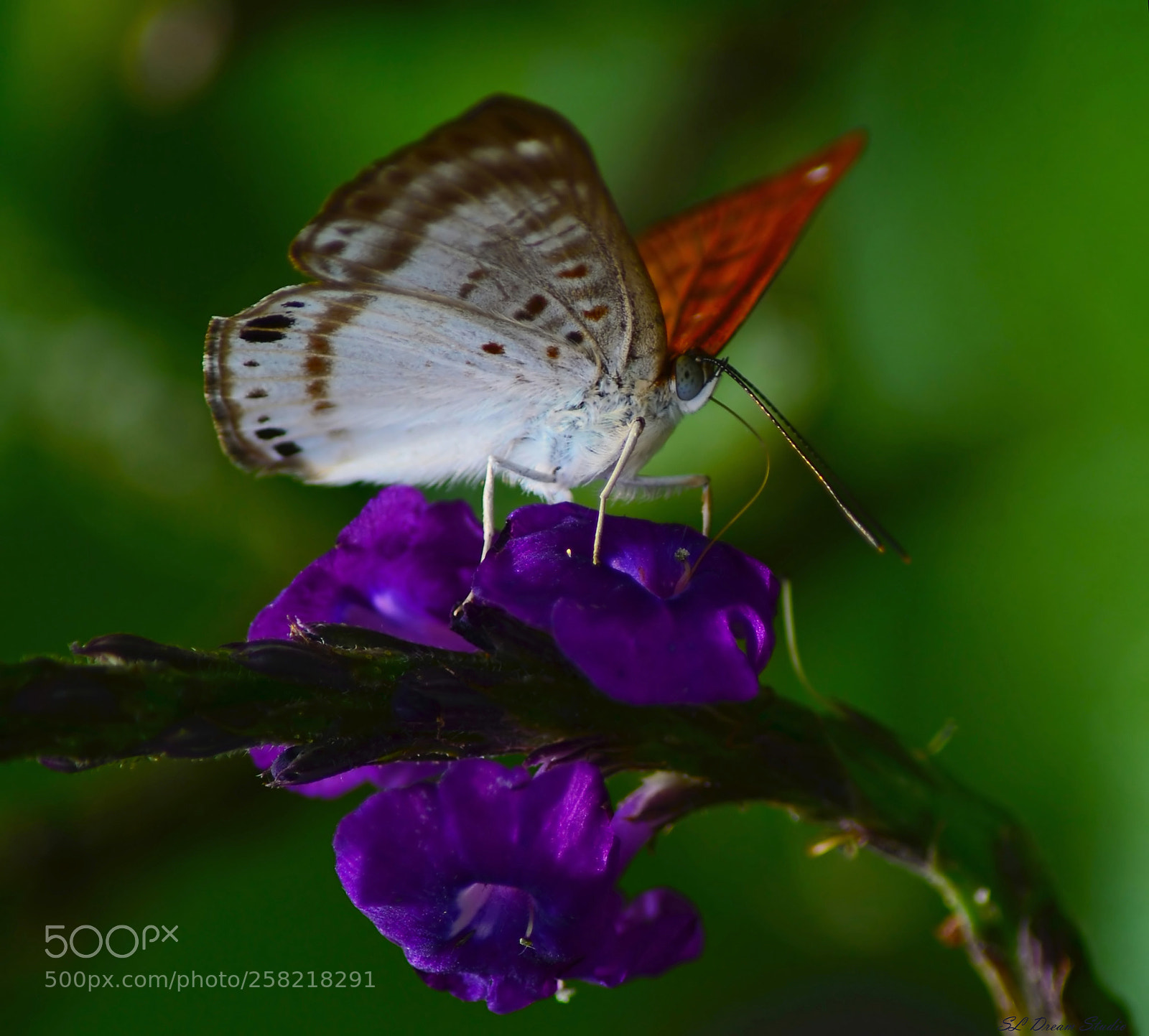 Nikon D5100 sample photo. Angel wings photography