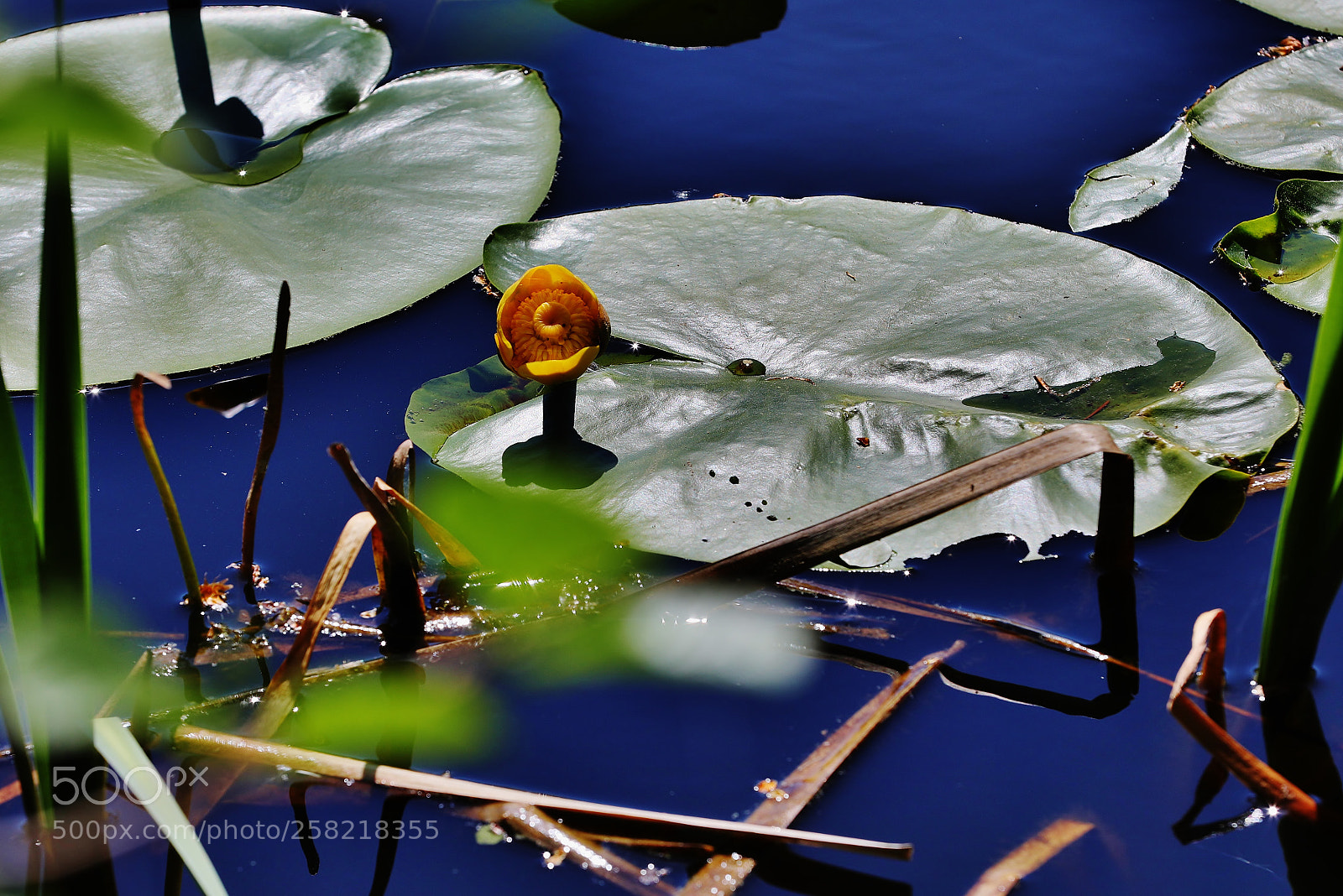 Canon EOS 5D Mark IV sample photo. Lotus photography