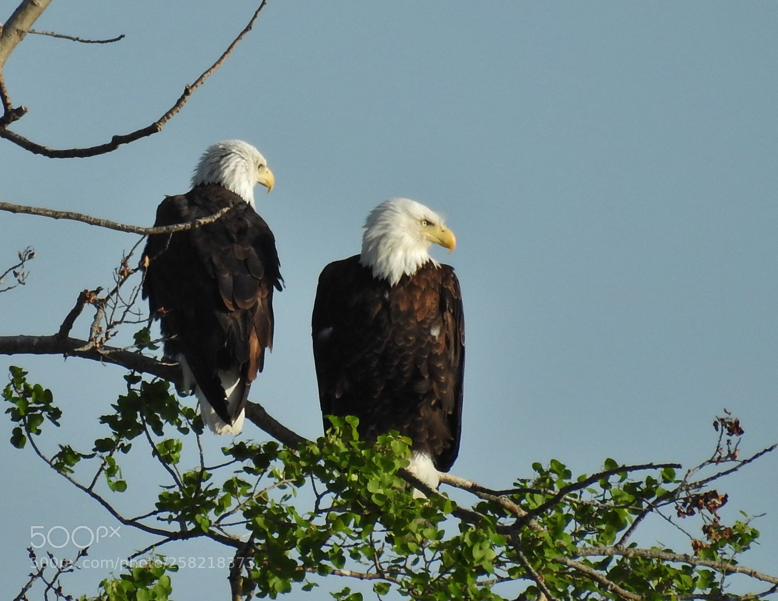 Nikon Coolpix P900 sample photo. Bald couple photography