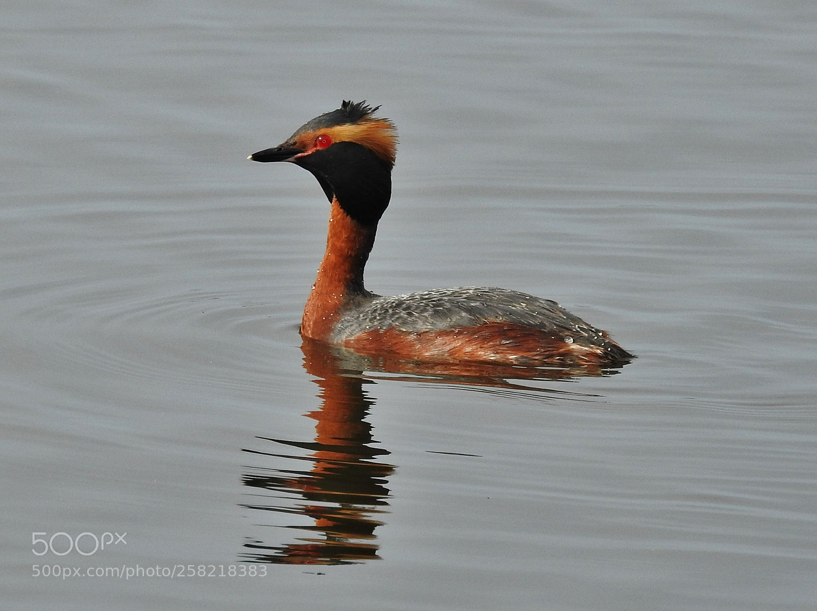 Nikon Coolpix P900 sample photo. Grebe photography