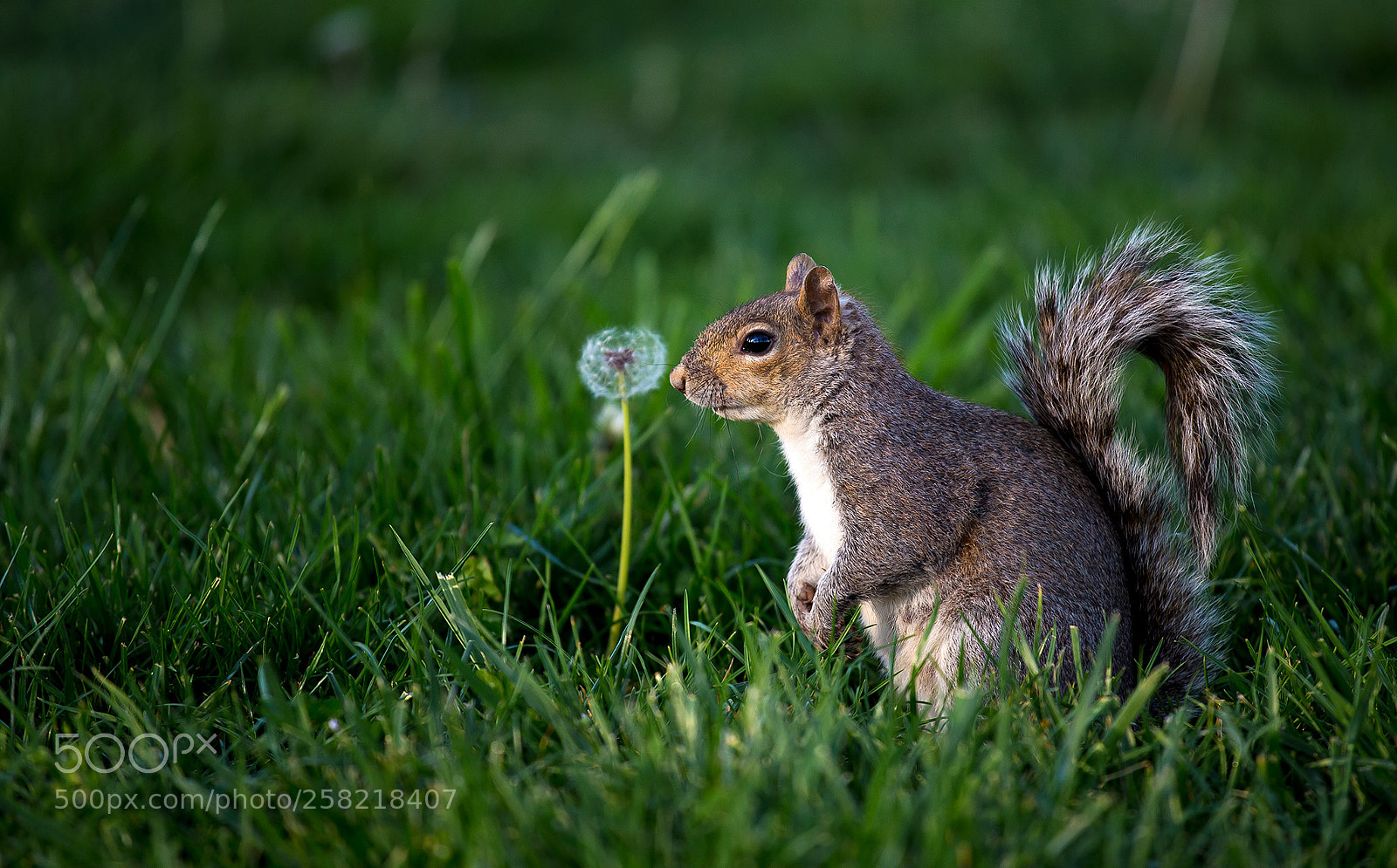 Canon EOS 6D sample photo. Cutey photography